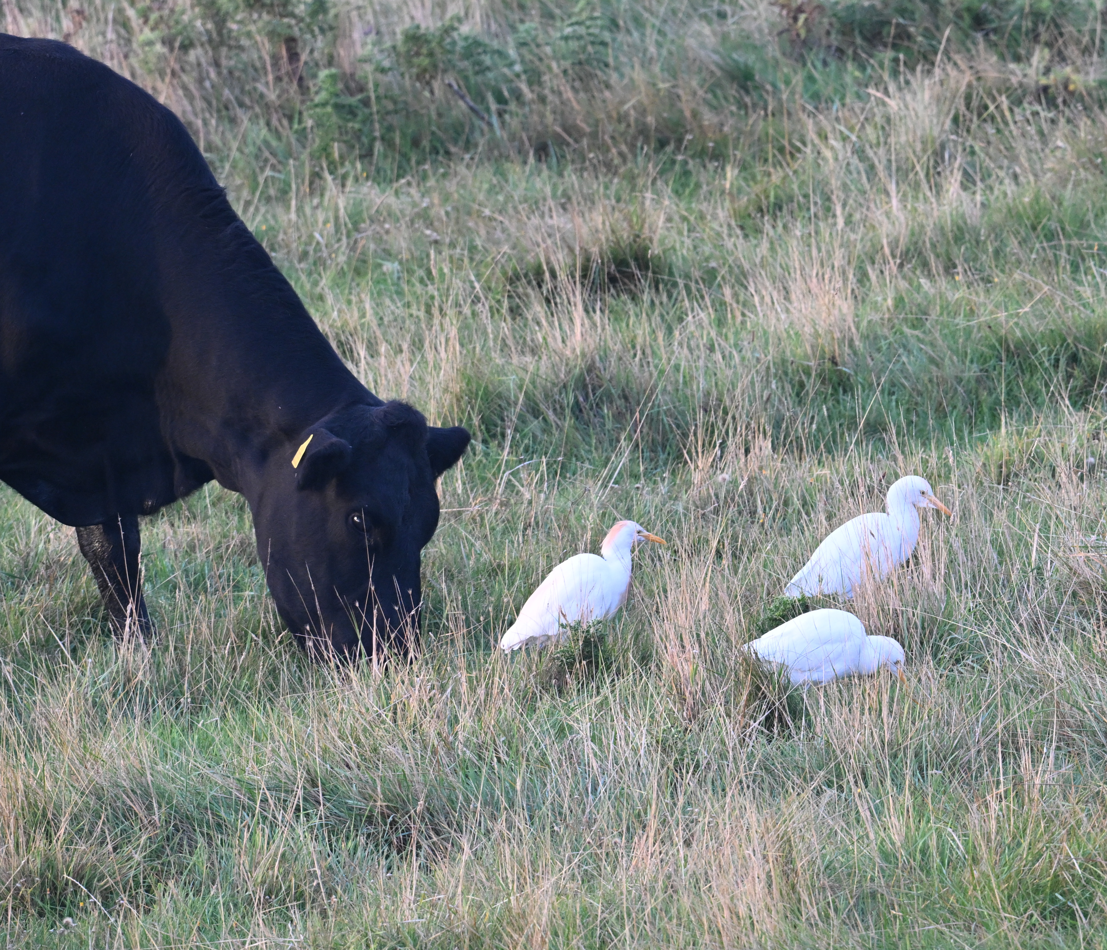 Cattle Egret - 28-09-2025