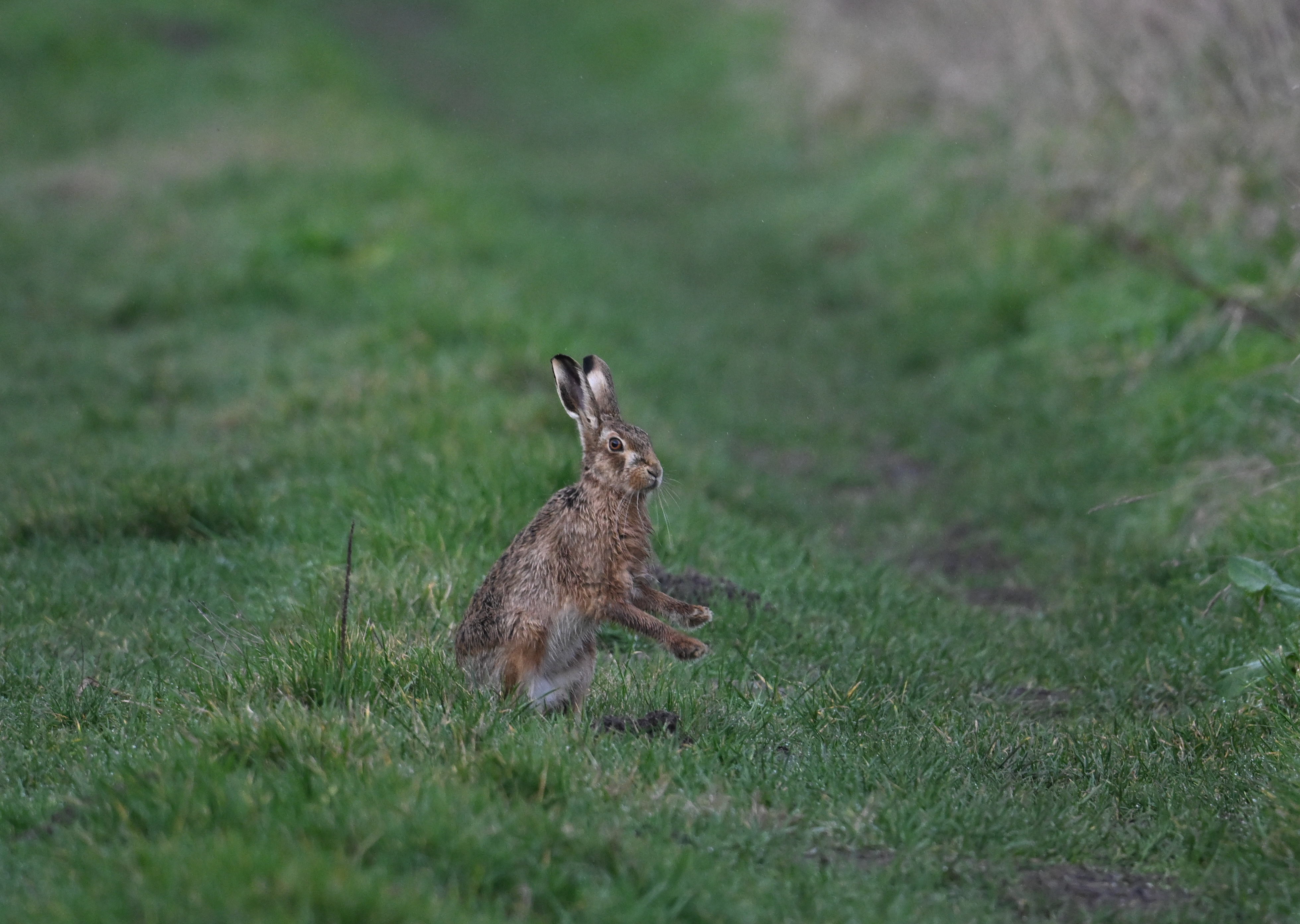 Brown Hare - 26-02-2026