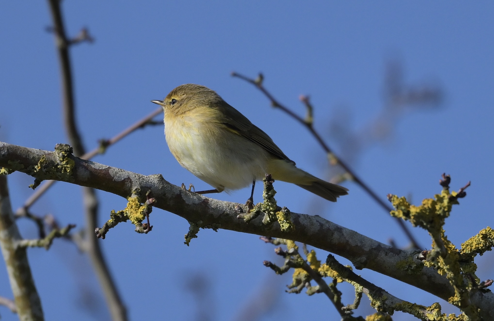 Chiffchaff - 08-03-2025