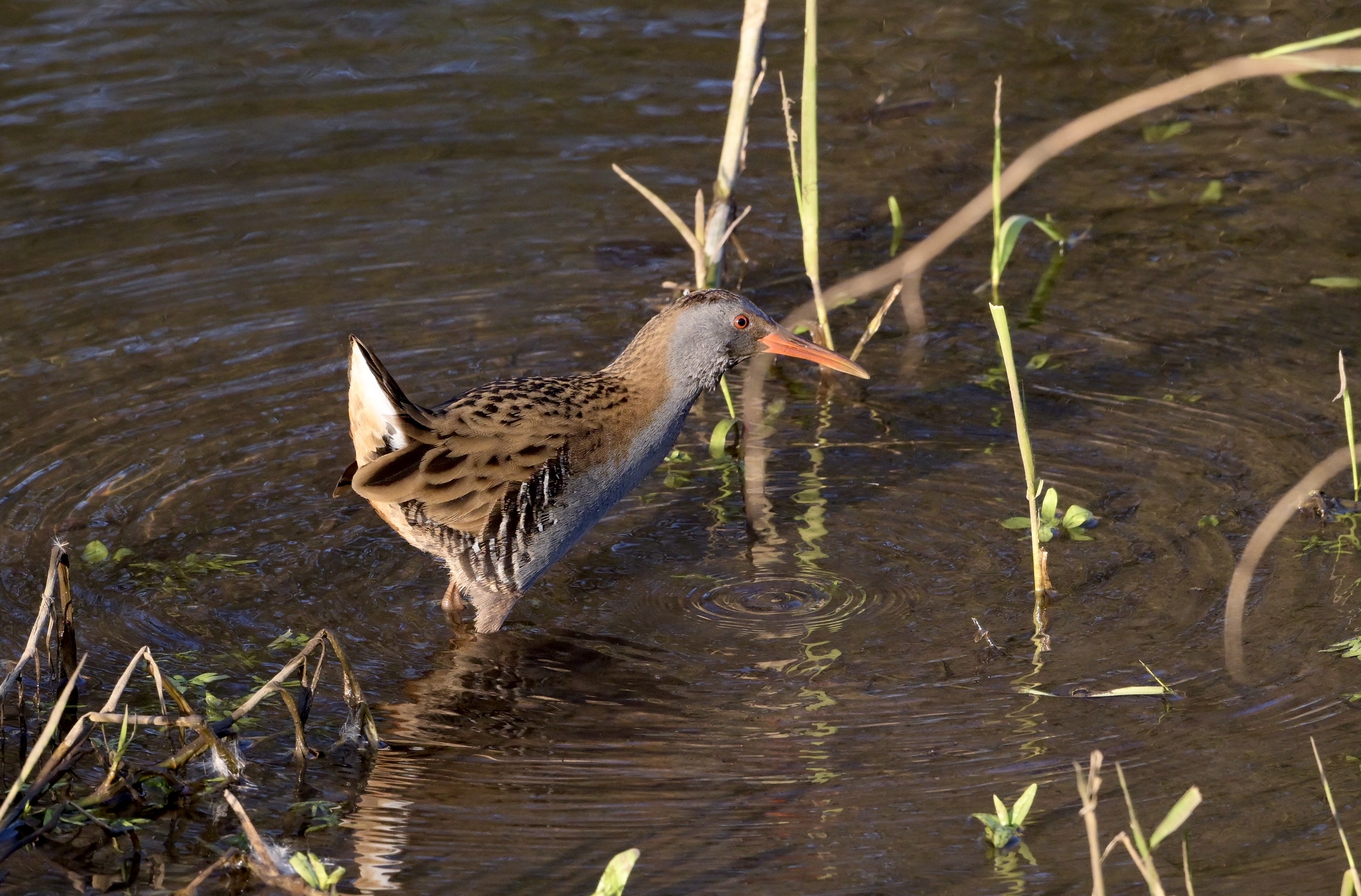 Water Rail - 08-03-2025