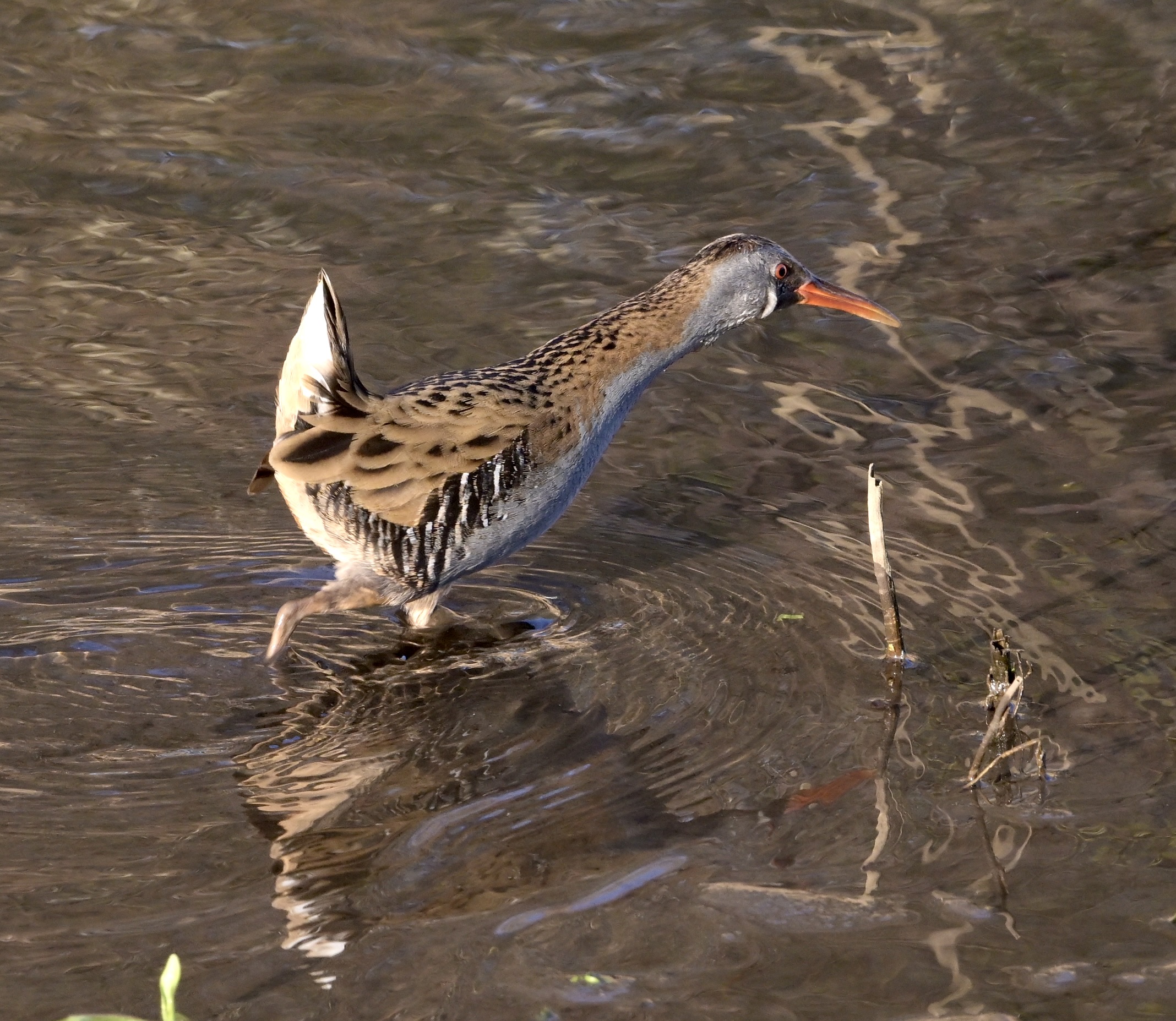 Water Rail - 08-03-2025