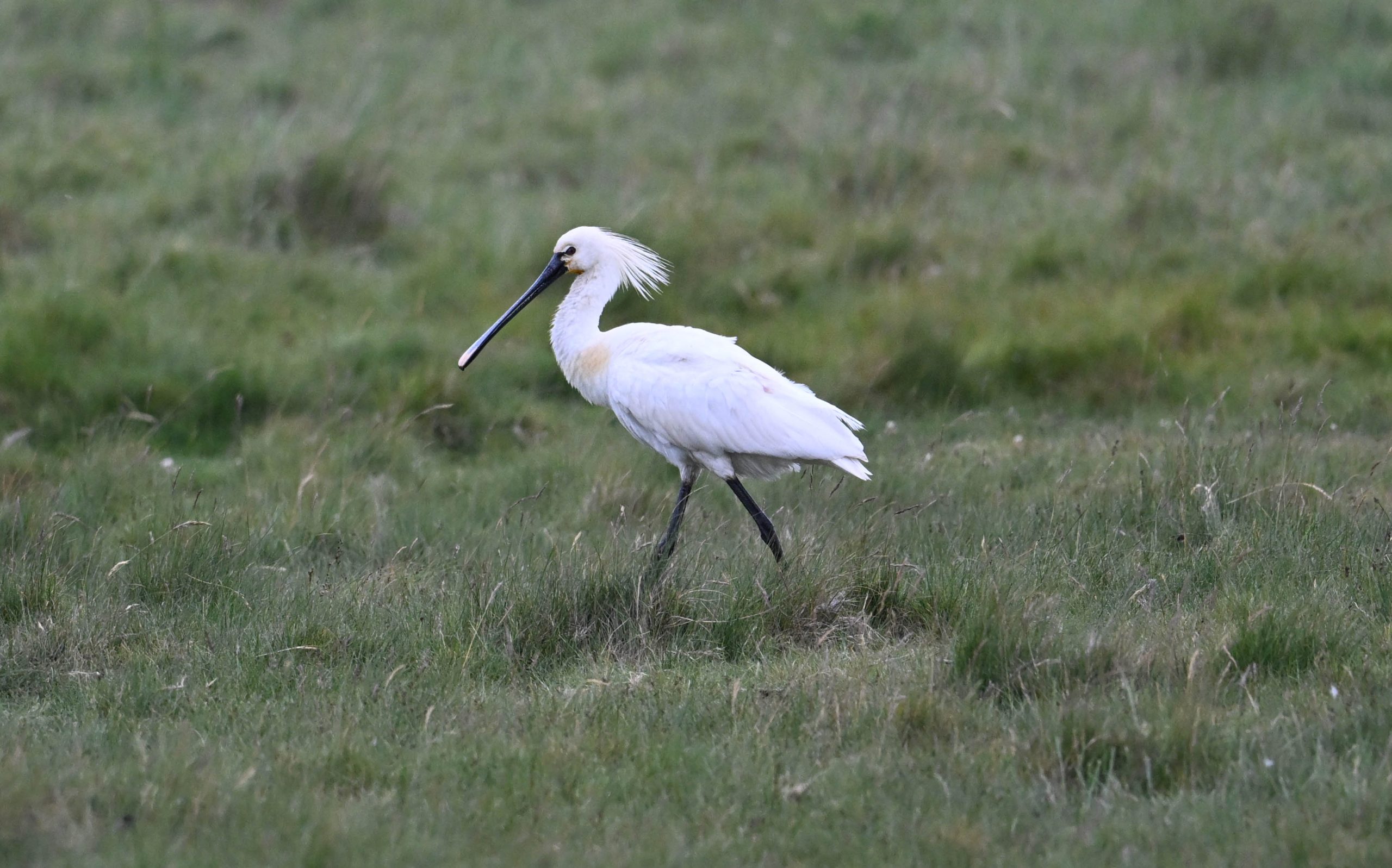 Spoonbill - 15-06-2026