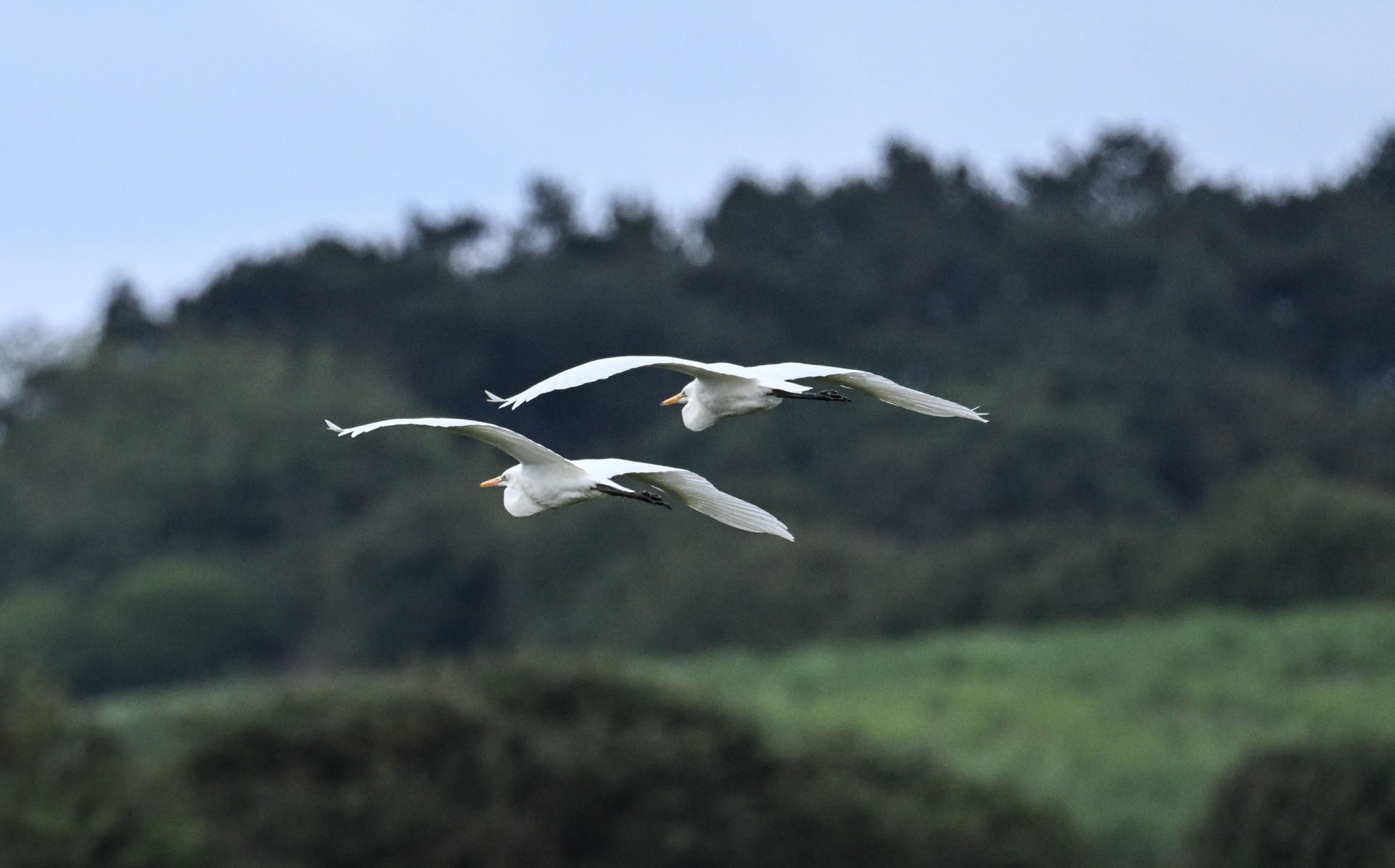 Great White Egret - 15-06-2026