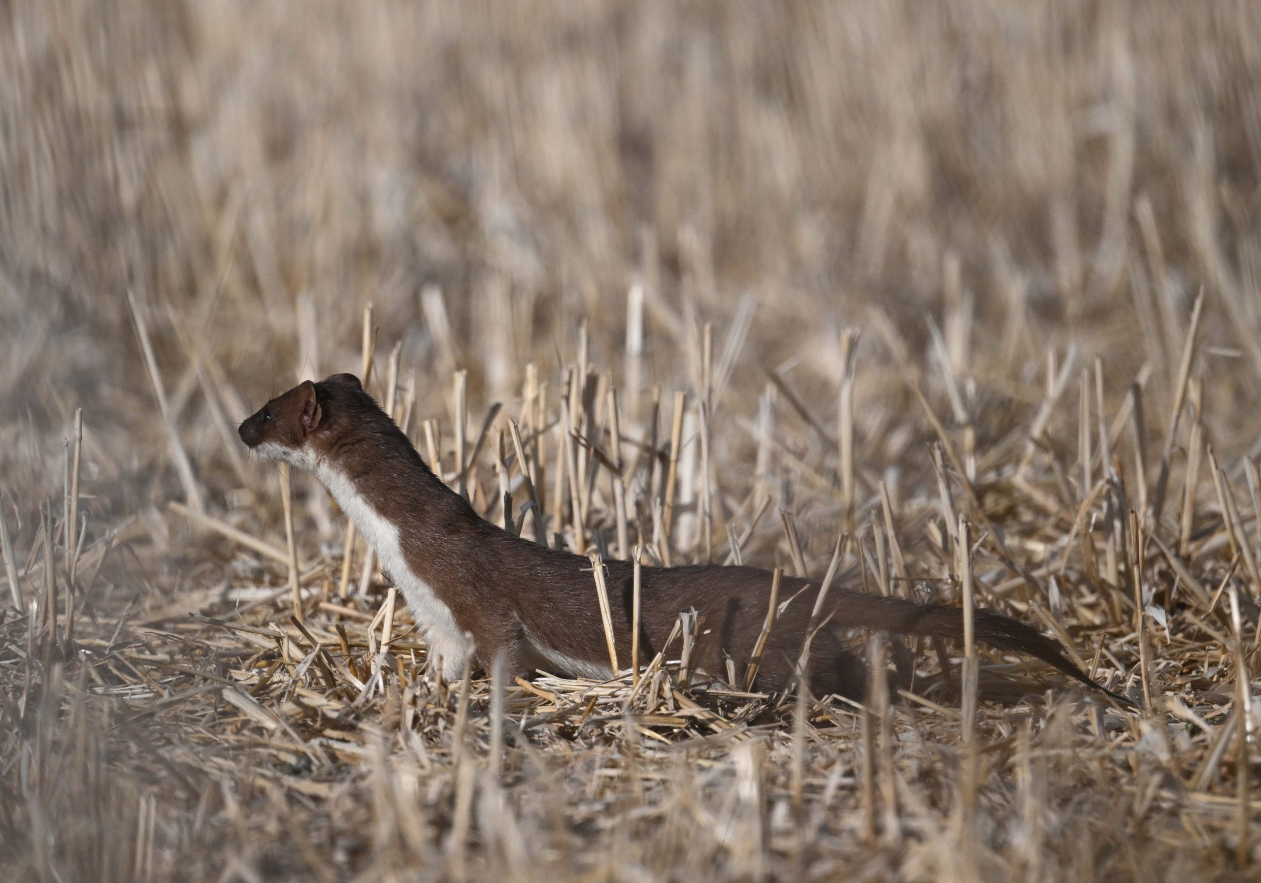 Stoat - 28-07-2026
