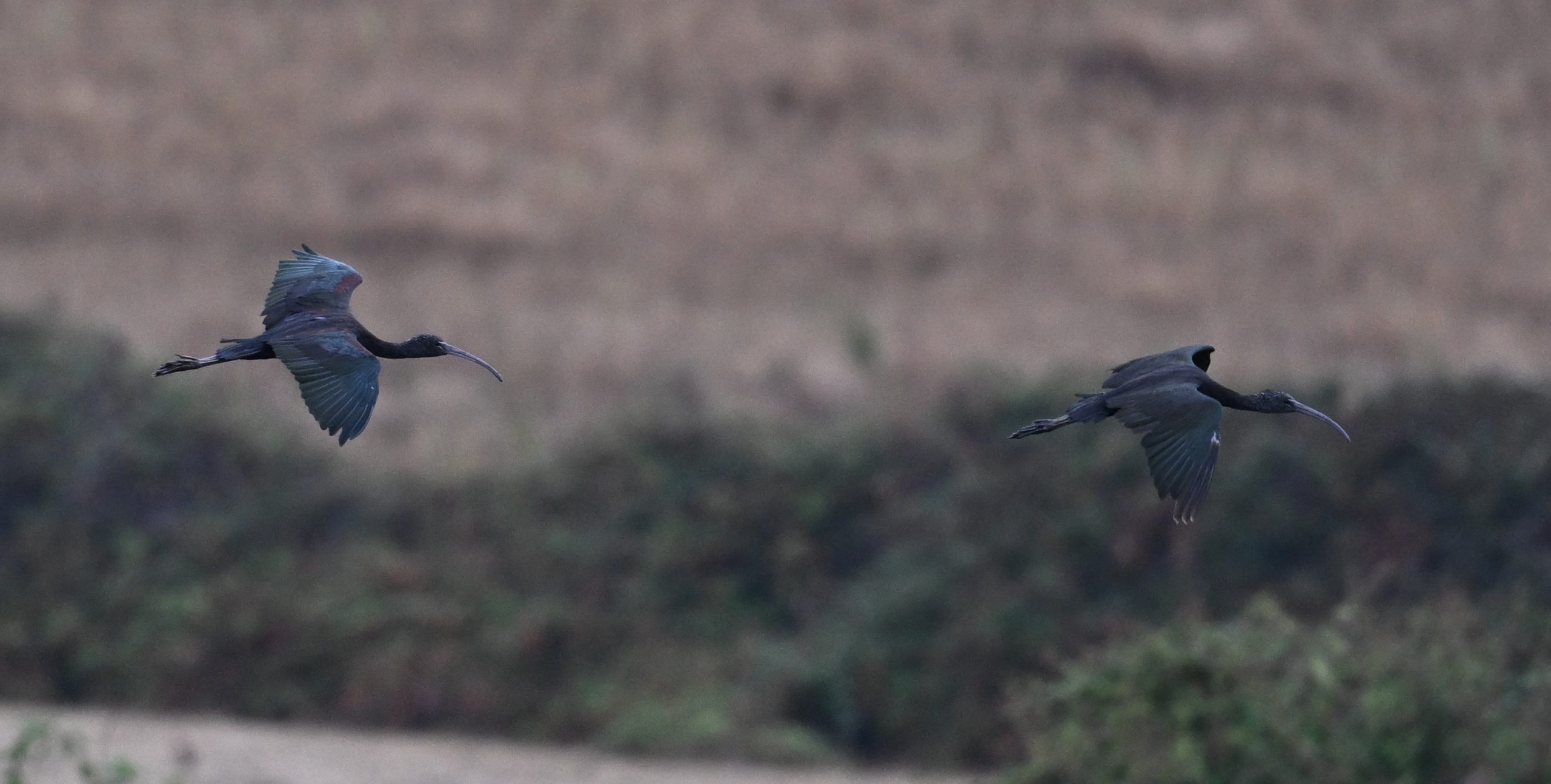 Glossy Ibis - 18-08-2026