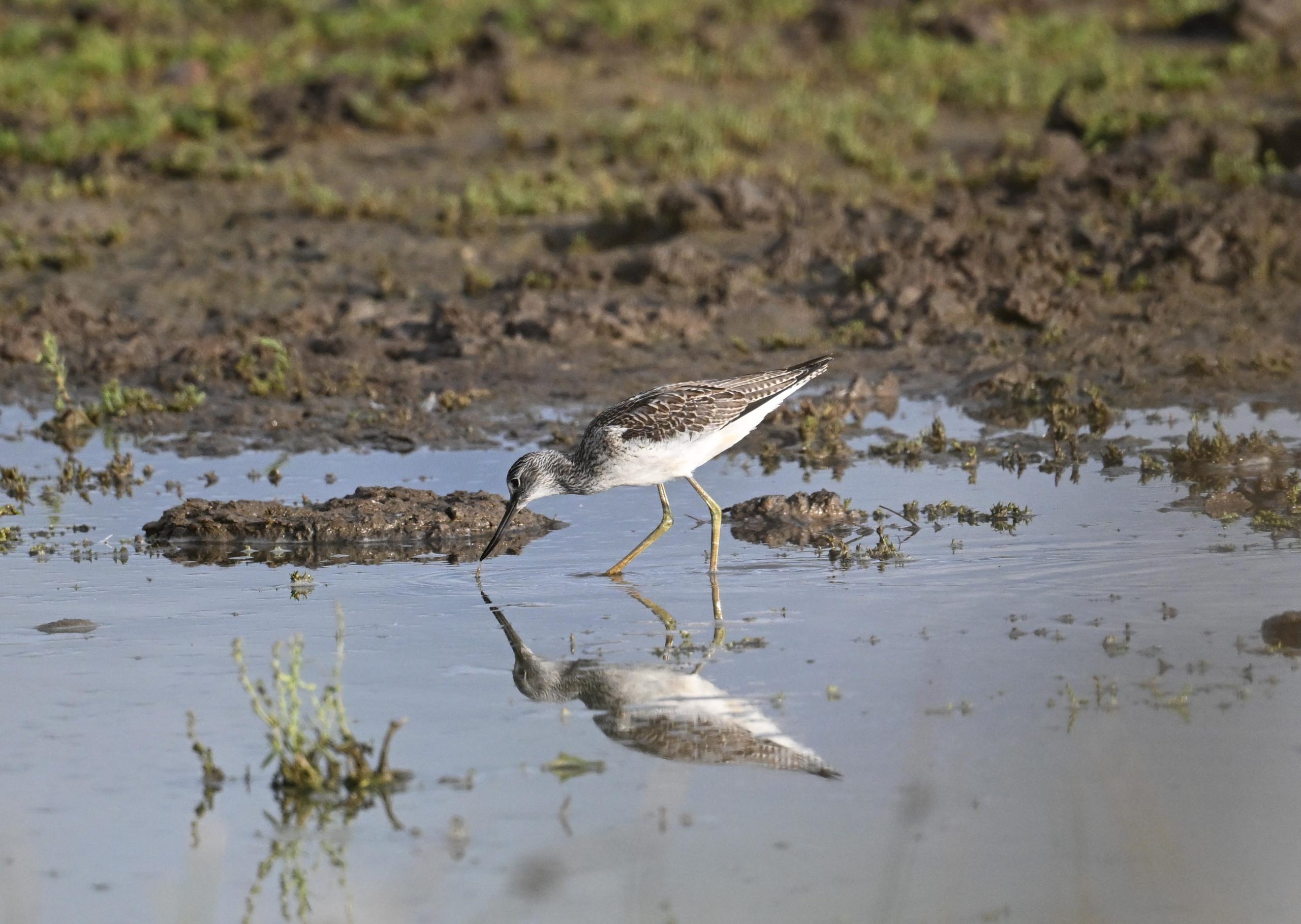 Greenshank - 24-08-2026