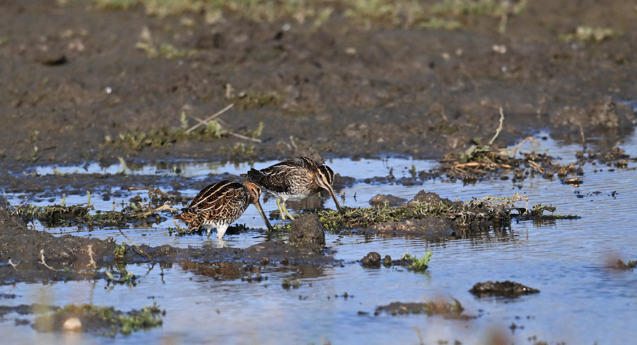 Snipe - 25-08-2026