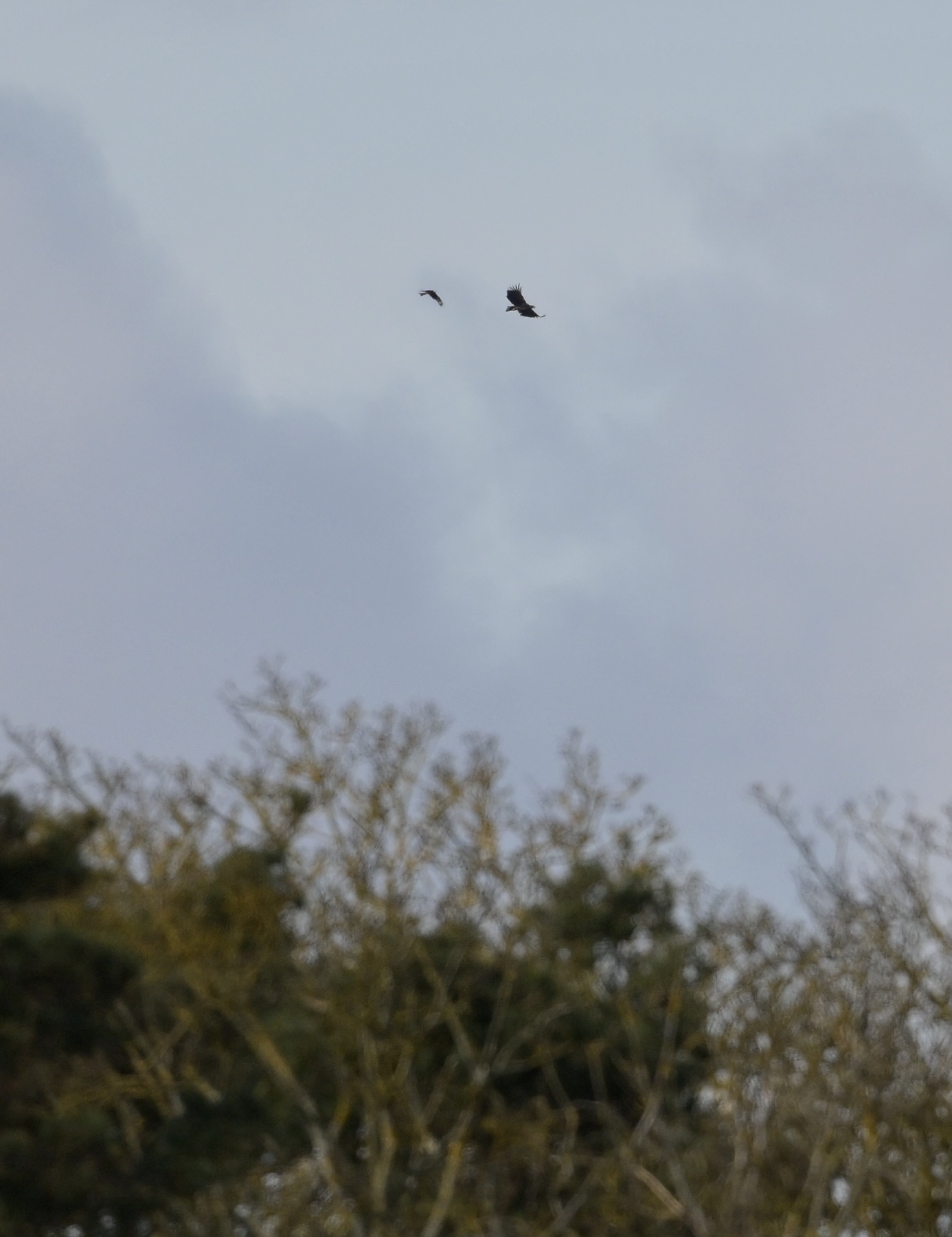 White-tailed Eagle - 14-03-2025