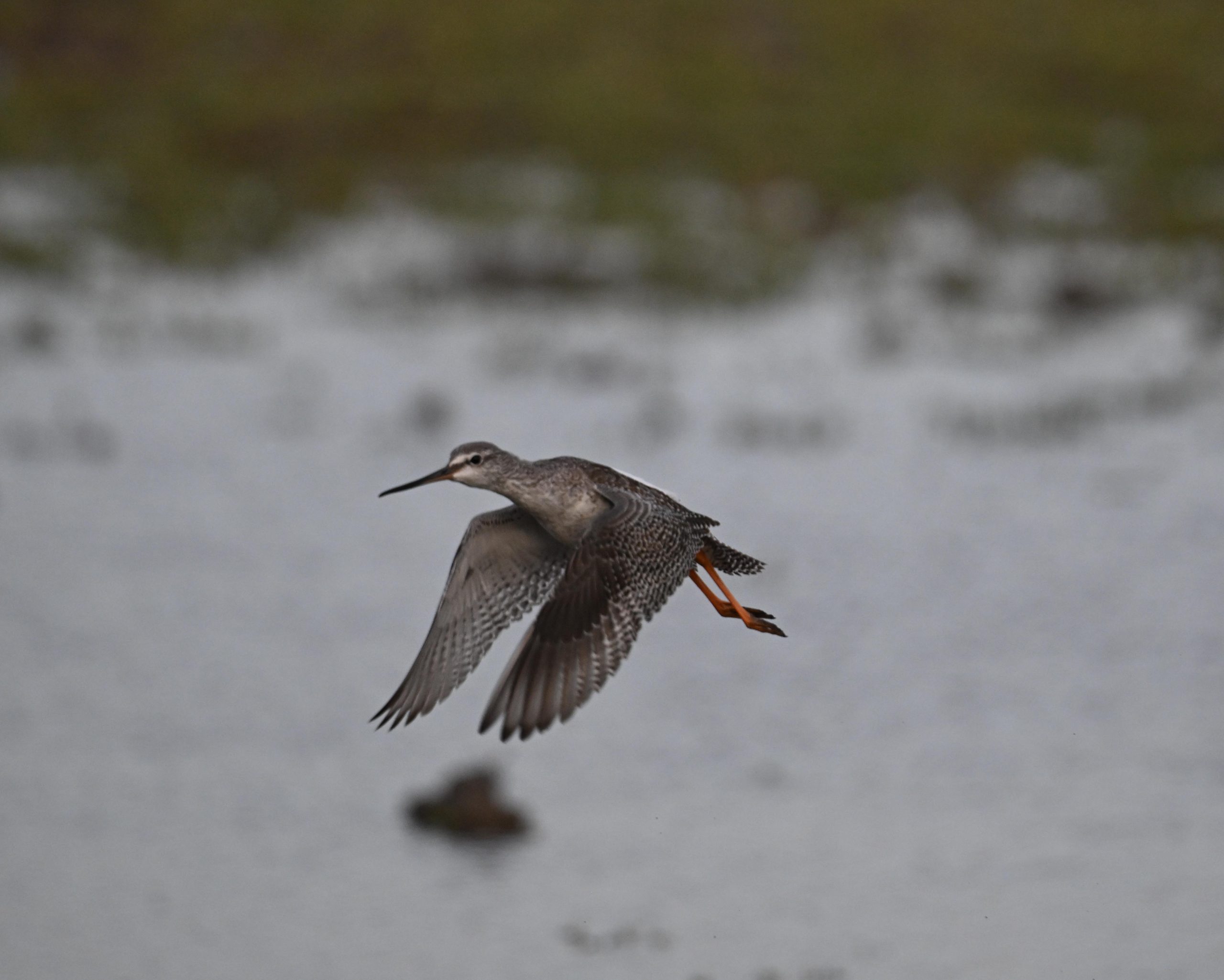 Spotted Redshank - 06-09-2026