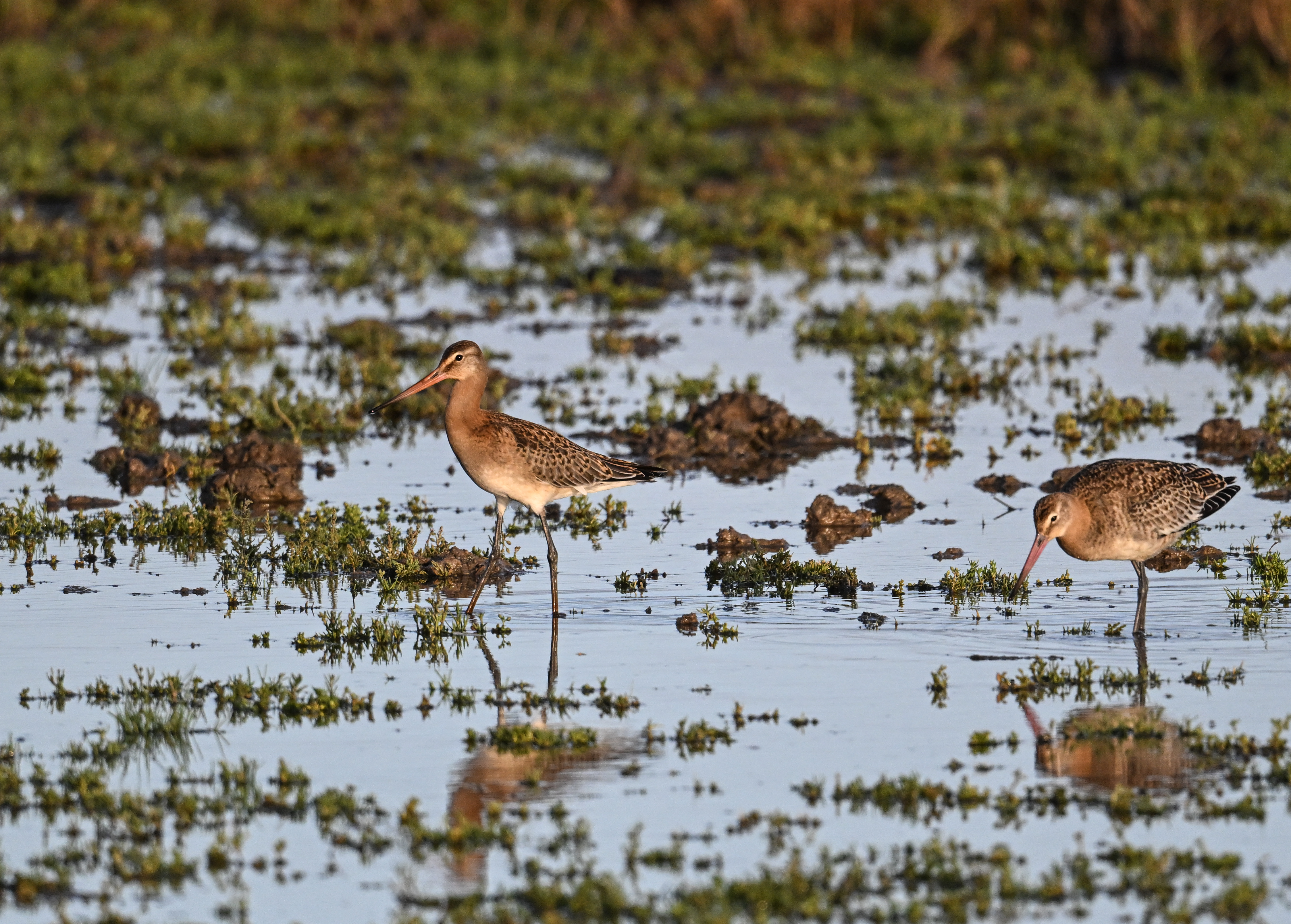 Black-tailed Godwit - 07-09-2026