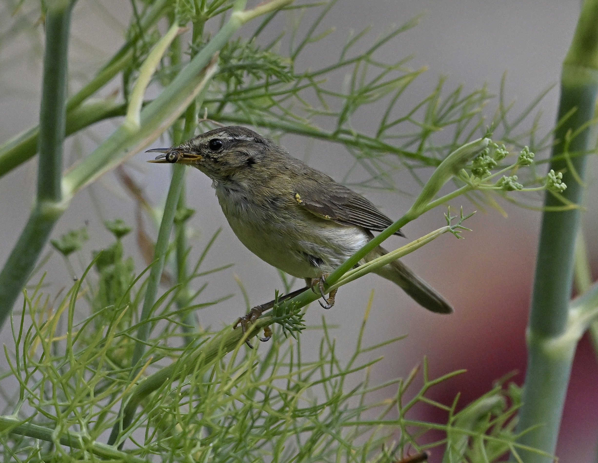 Chiffchaff - 18-07-2025