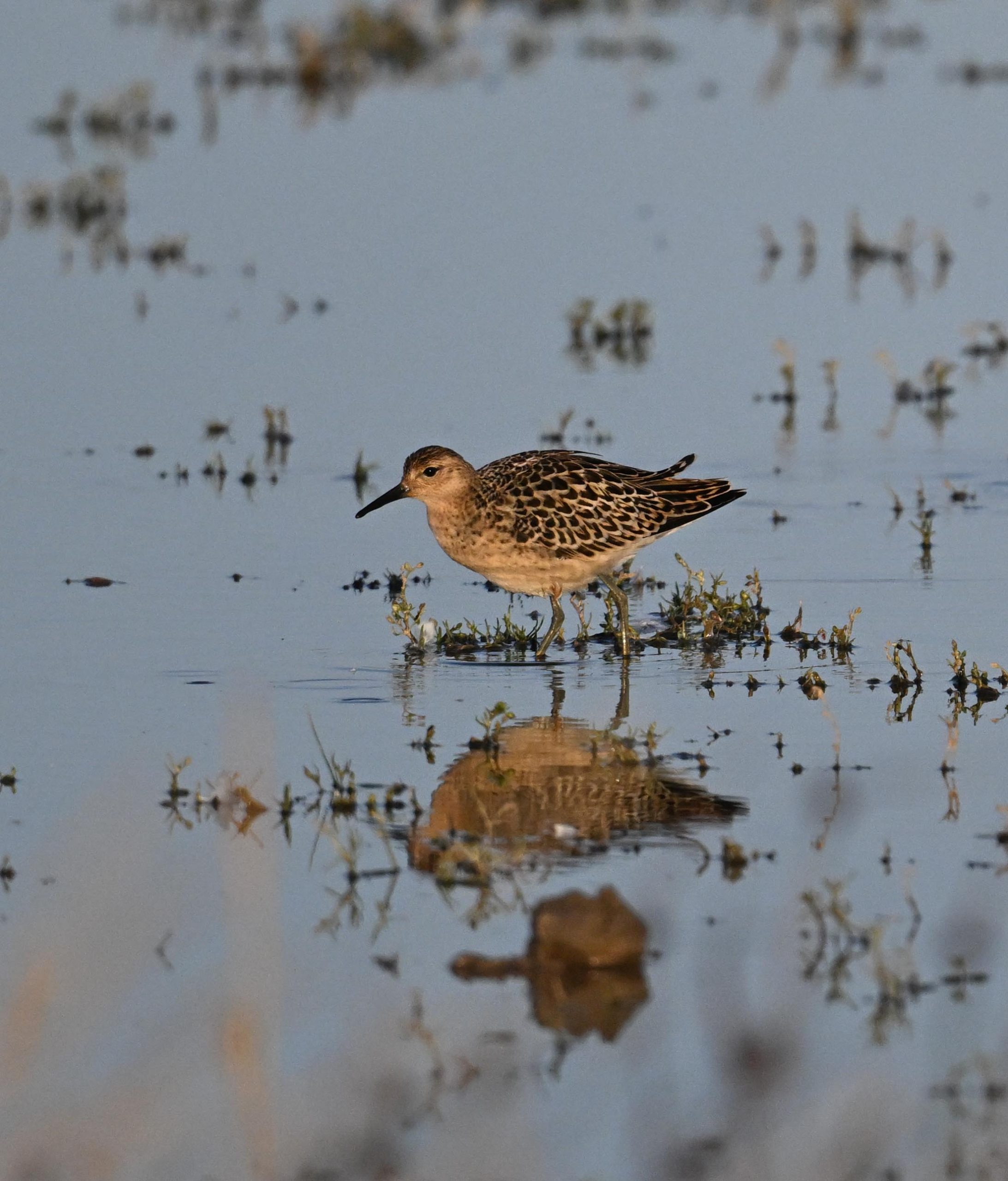 Ruff - 21-09-2026