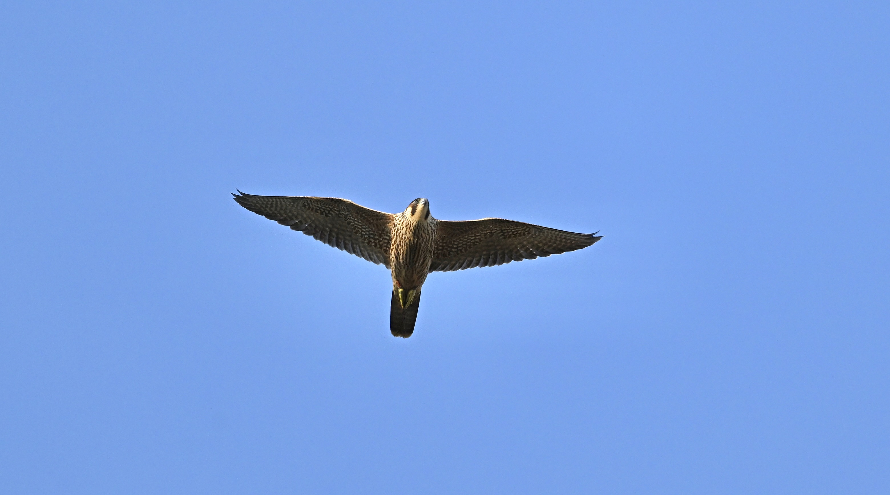 Peregrine - 18-07-2025