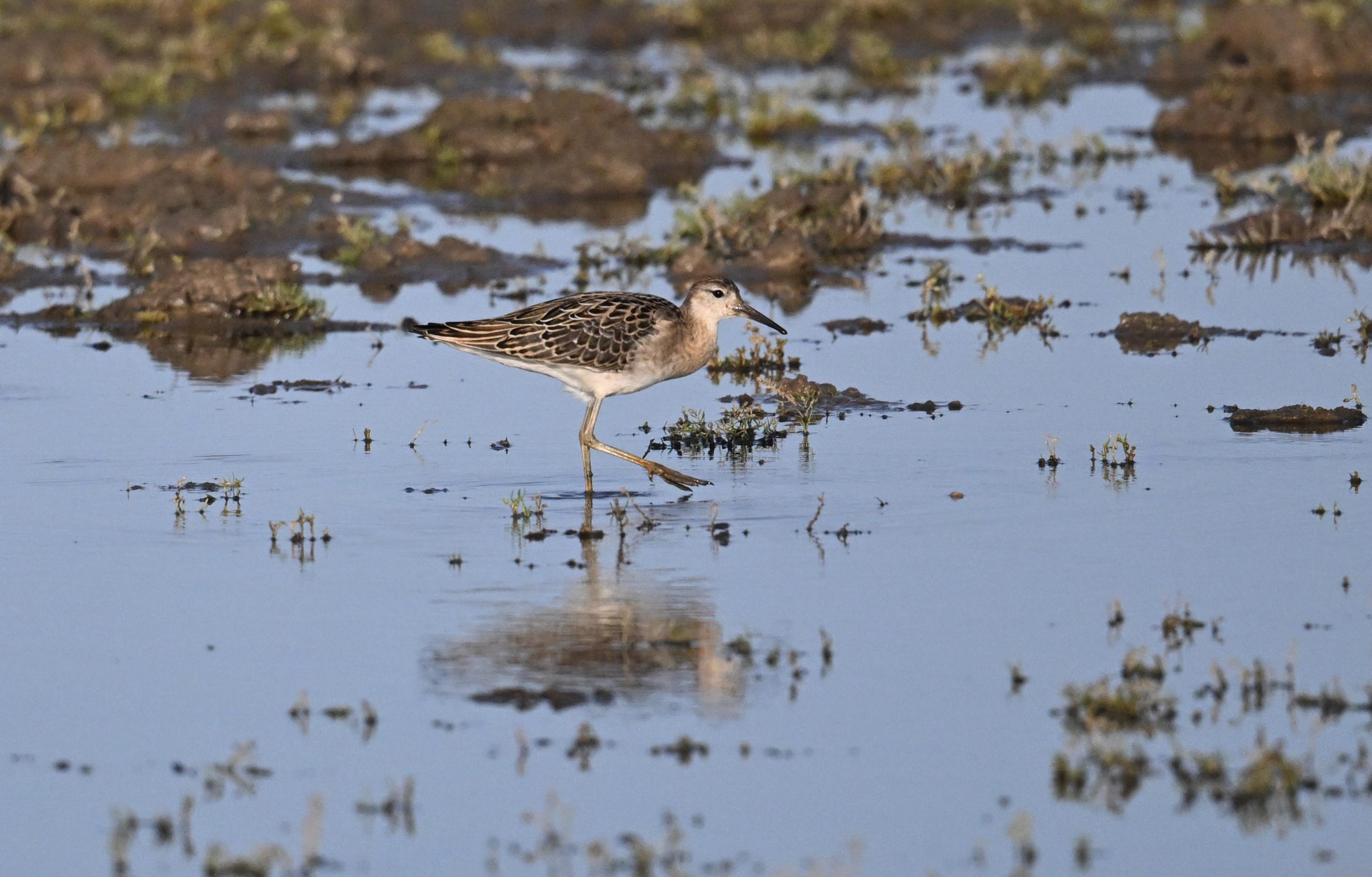 Ruff - 21-09-2026