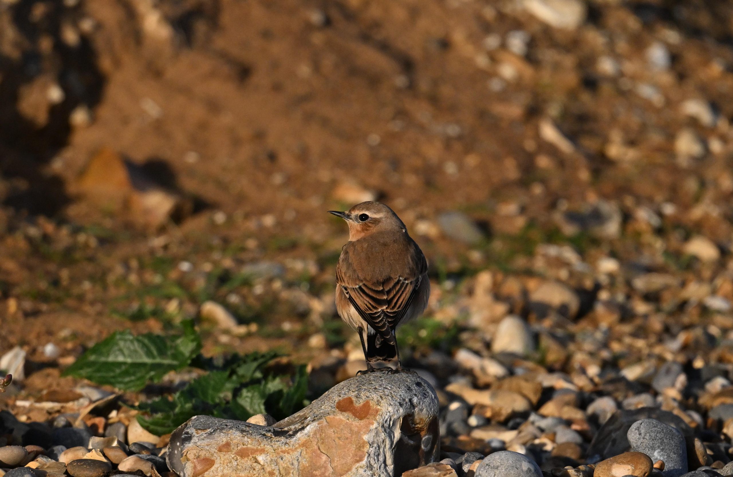 Wheatear - 26-09-2026
