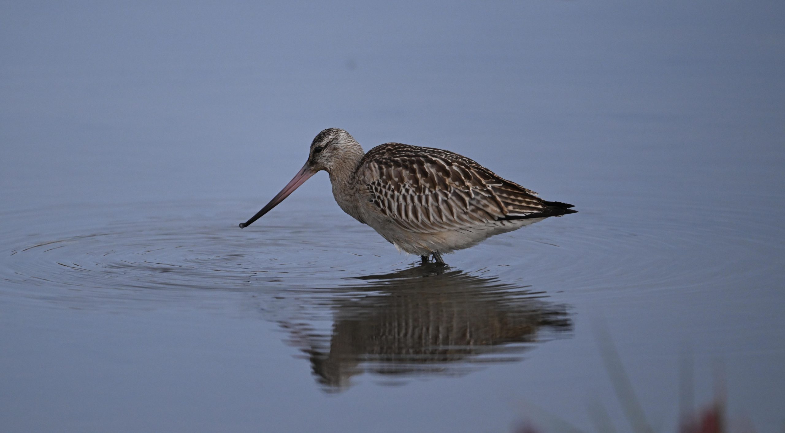 Bar-tailed Godwit - 27-09-2026