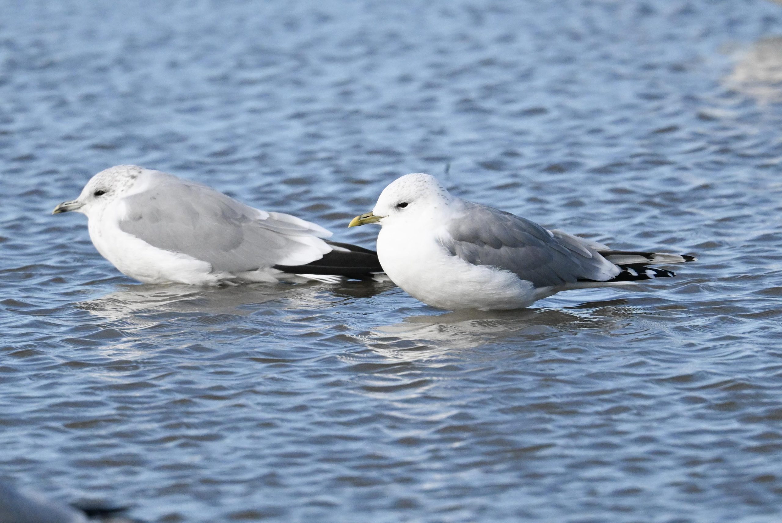 Common Gull - 02-10-2026