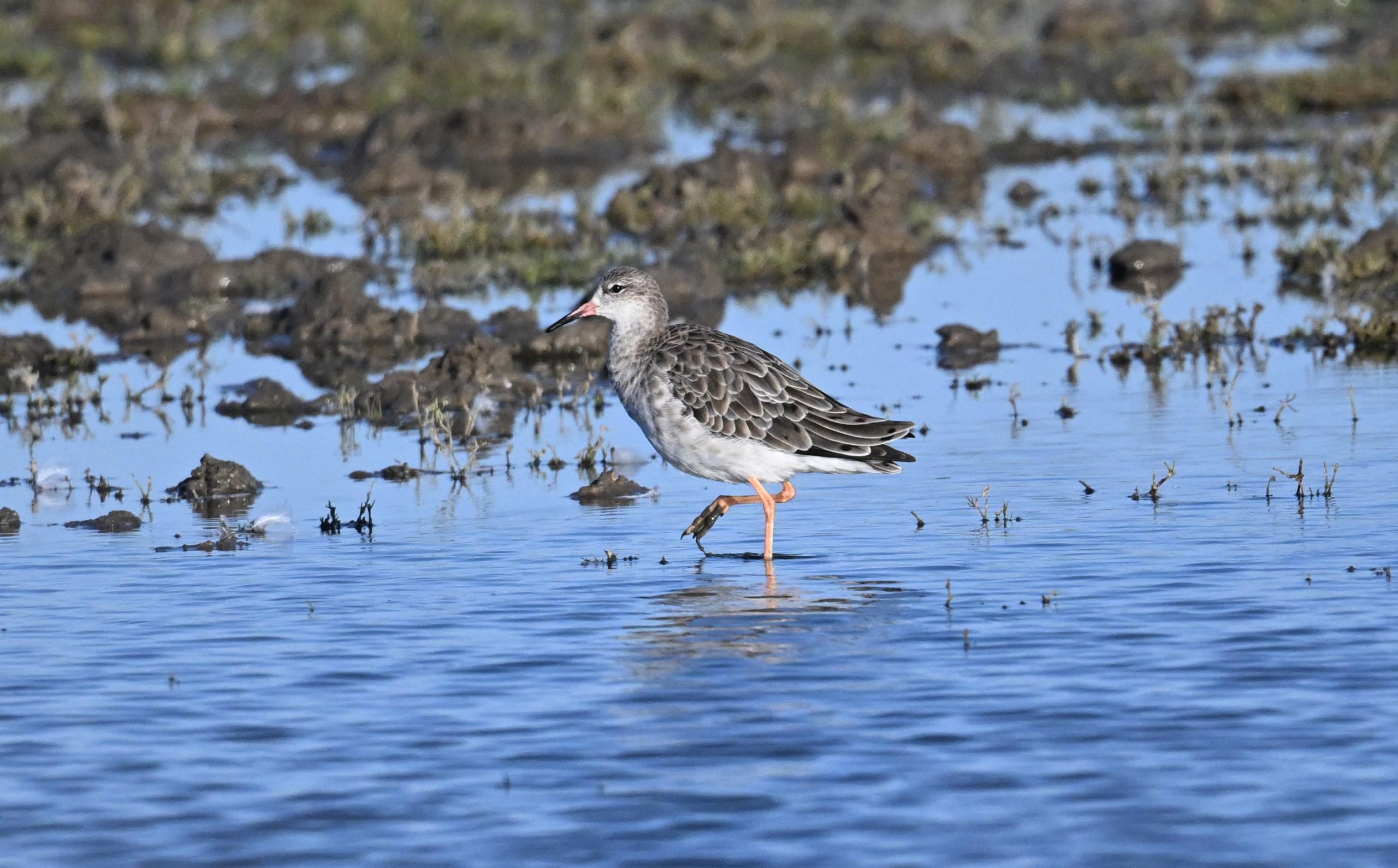 Ruff - 04-10-2026