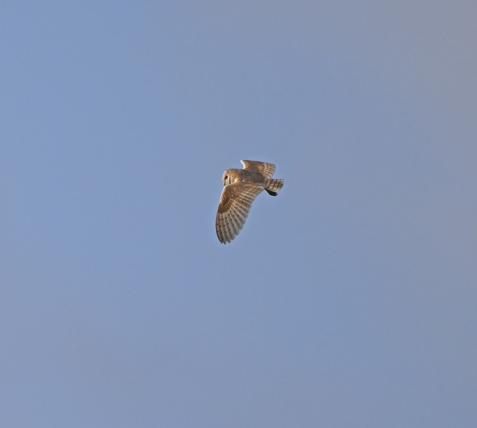 Barn Owl - 23-07-2025