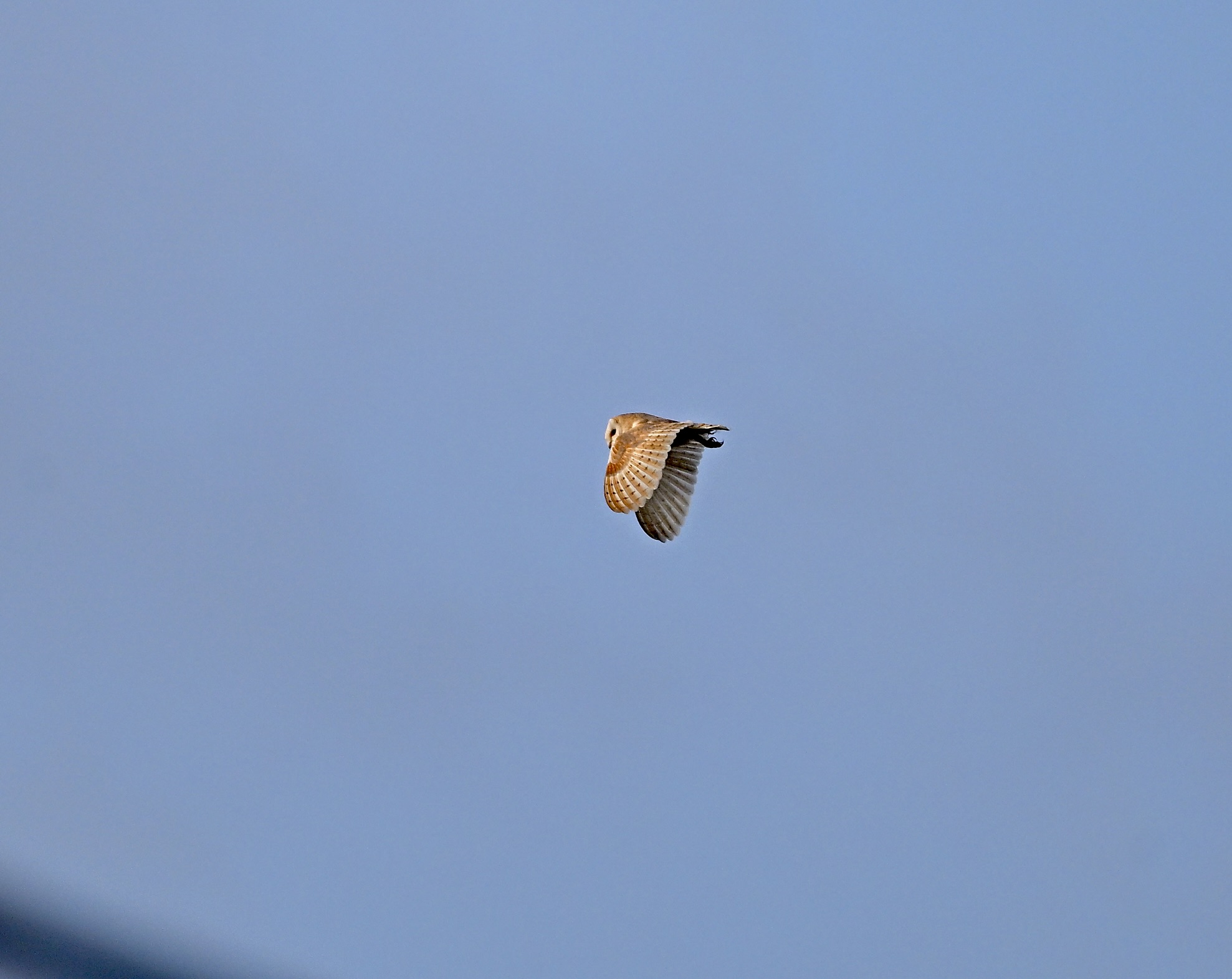 Barn Owl - 23-07-2025