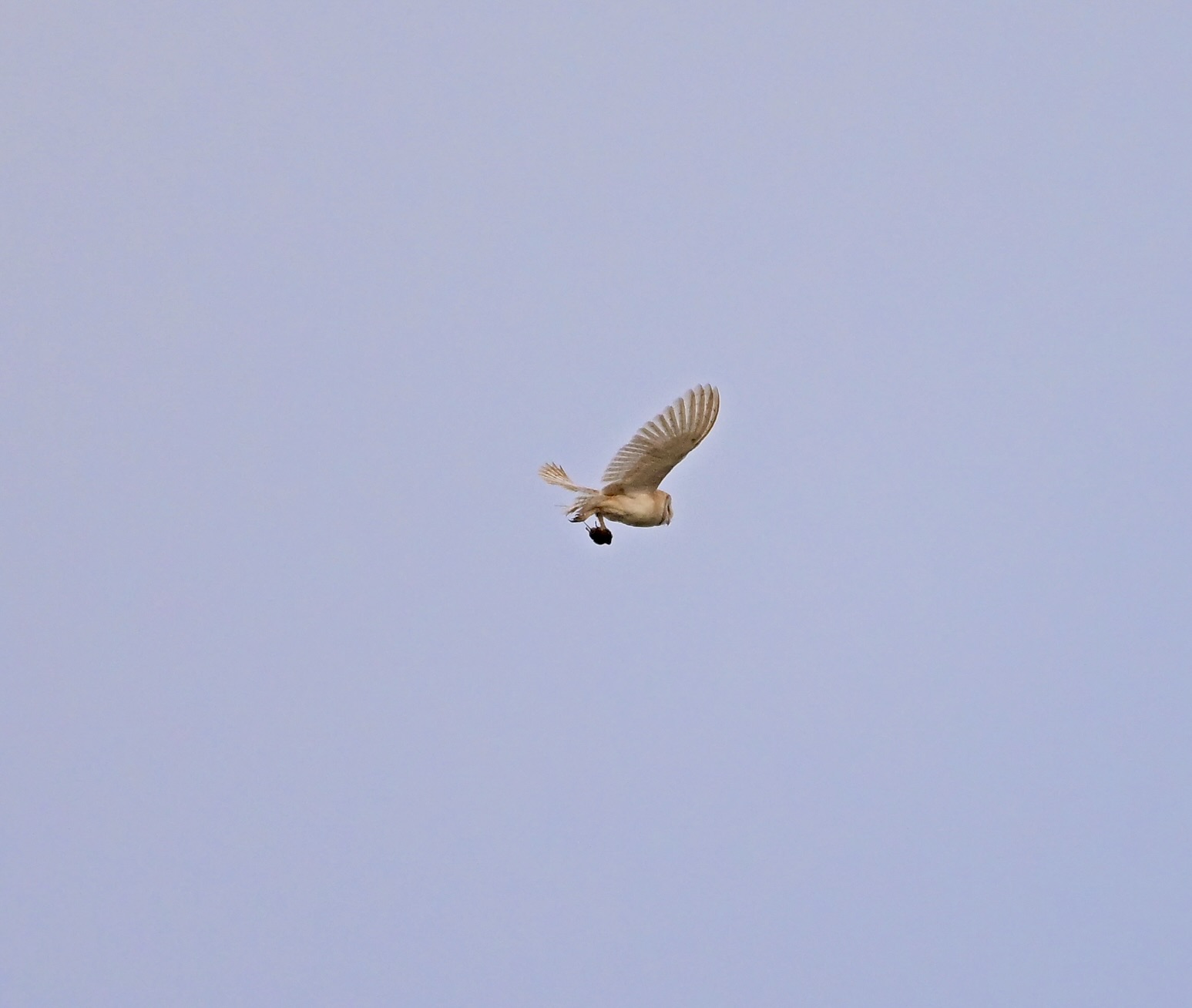 Barn Owl - 23-07-2025