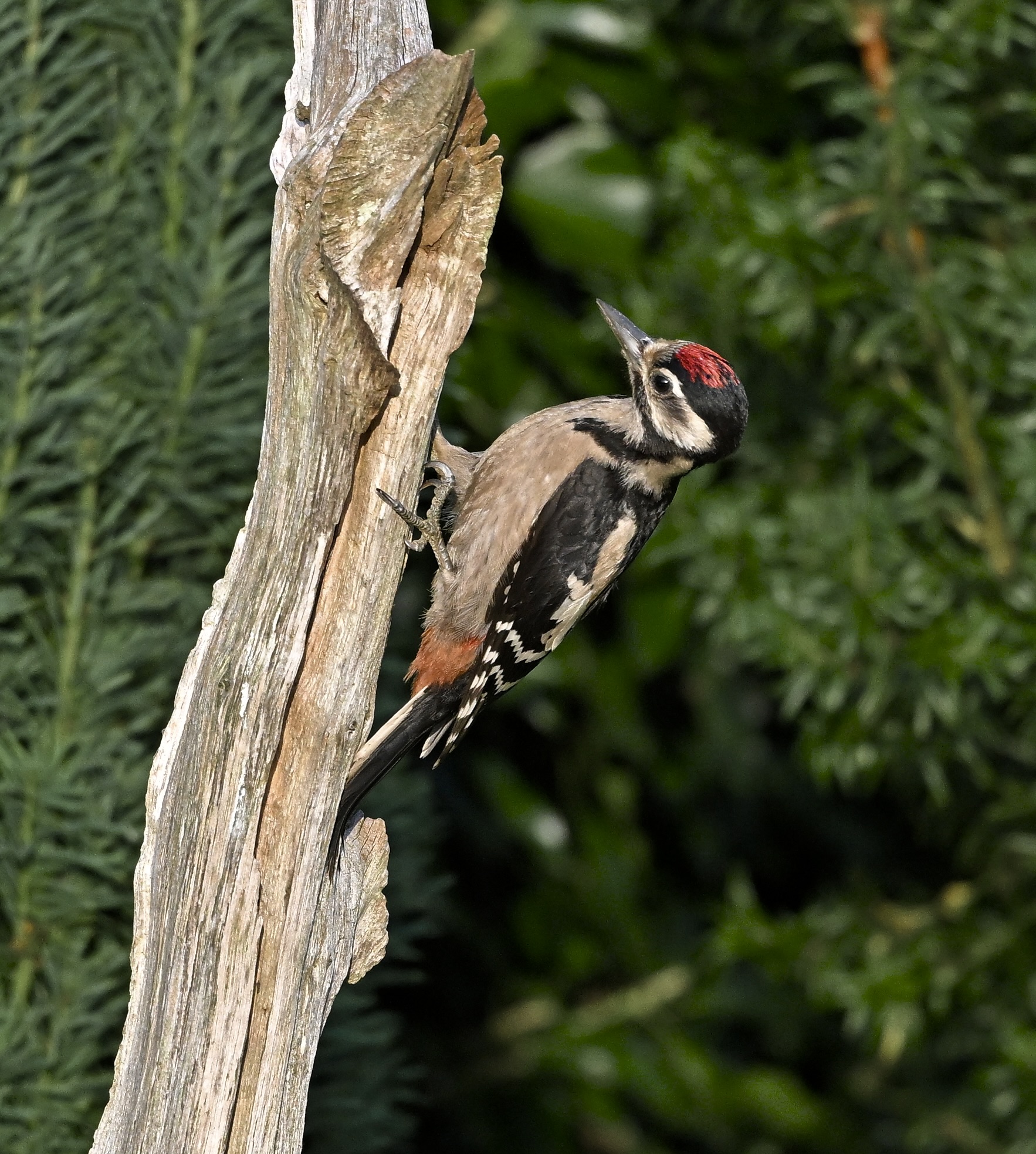 Great Spotted Woodpecker - 23-07-2025