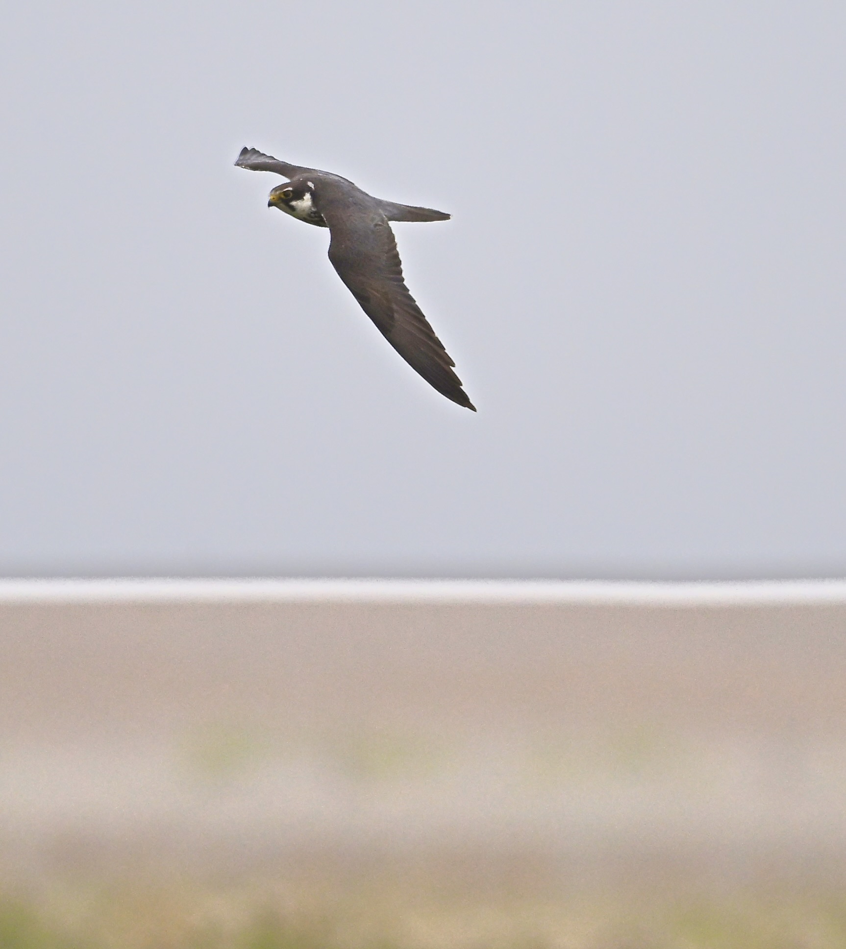 Hobby - 24-07-2025