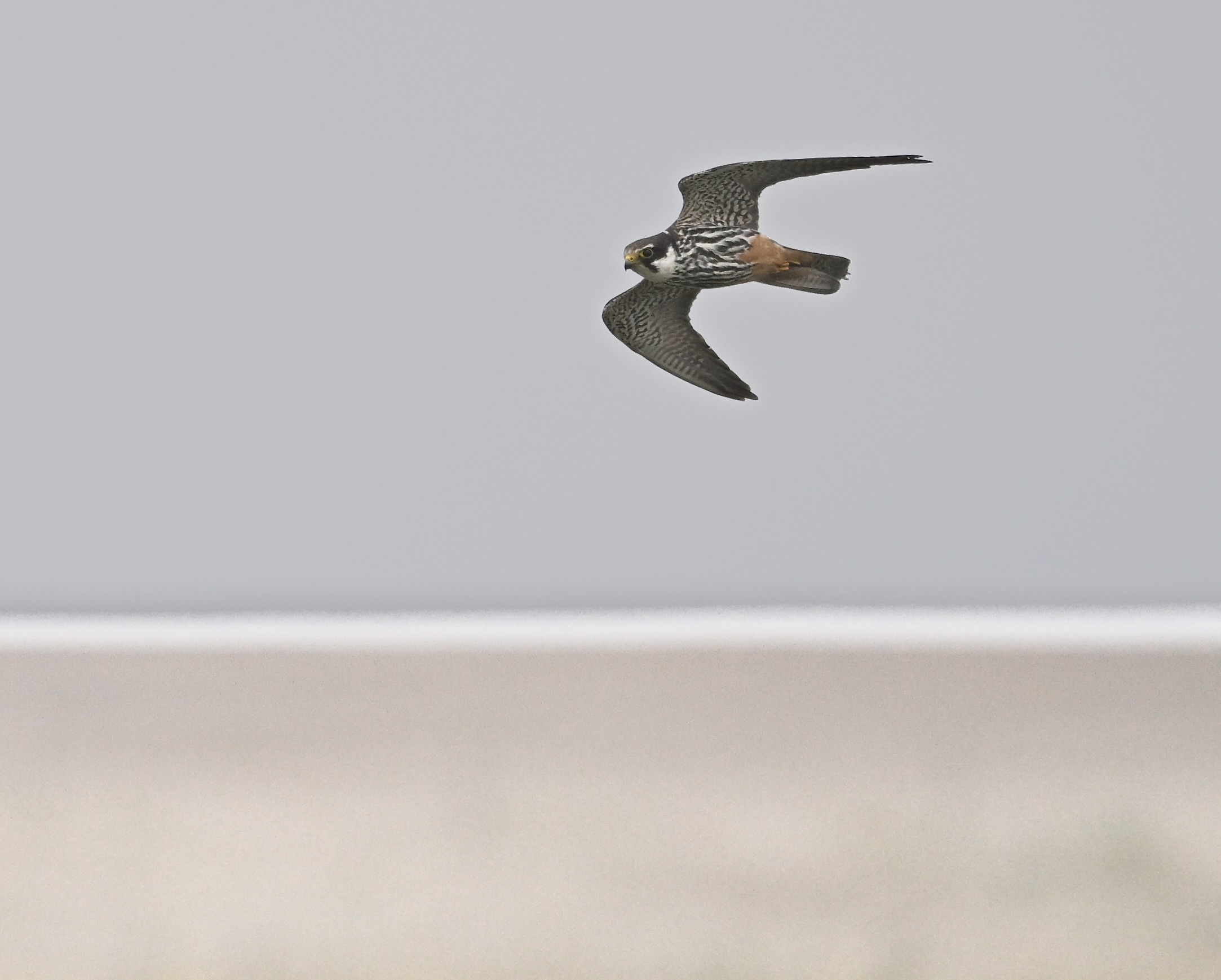 Hobby - 24-07-2025