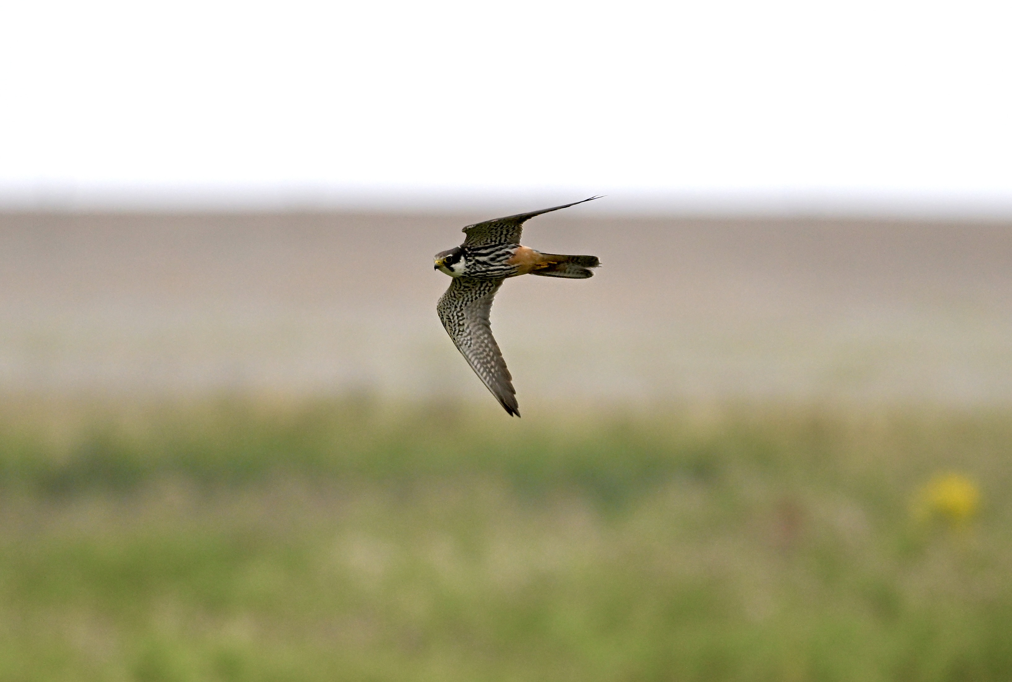 Hobby - 24-07-2025