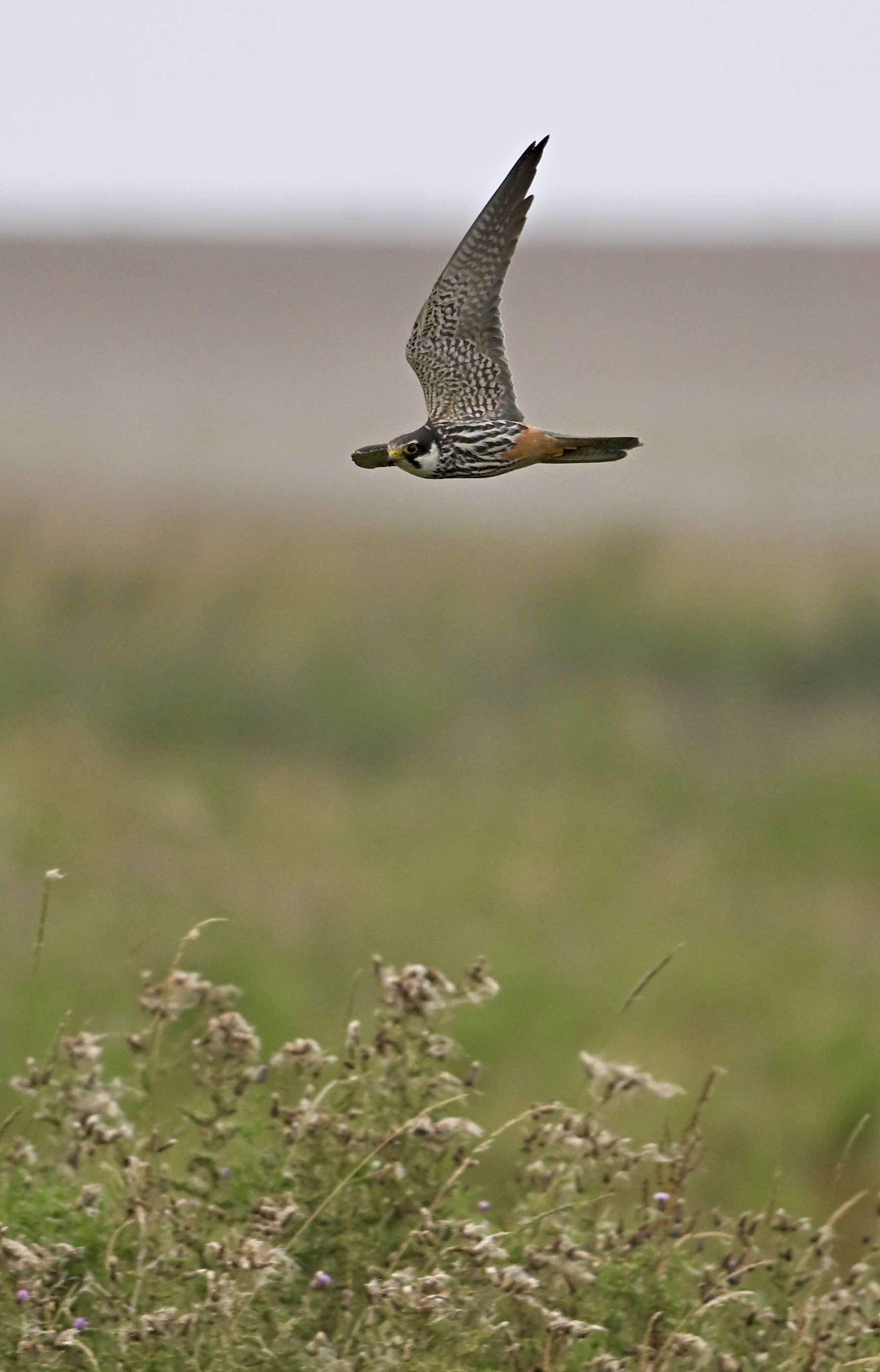Hobby - 24-07-2025