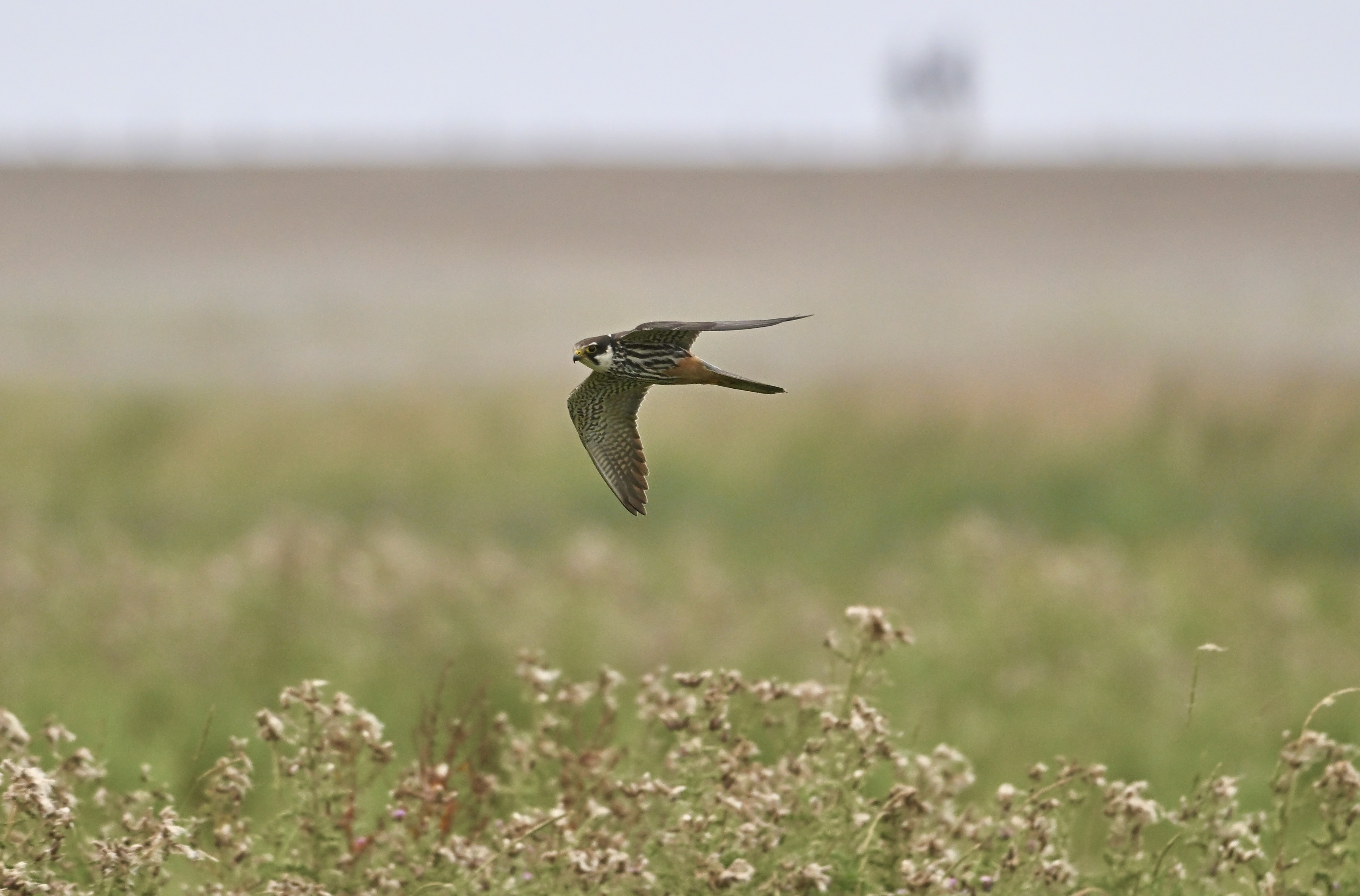 Hobby - 24-07-2025