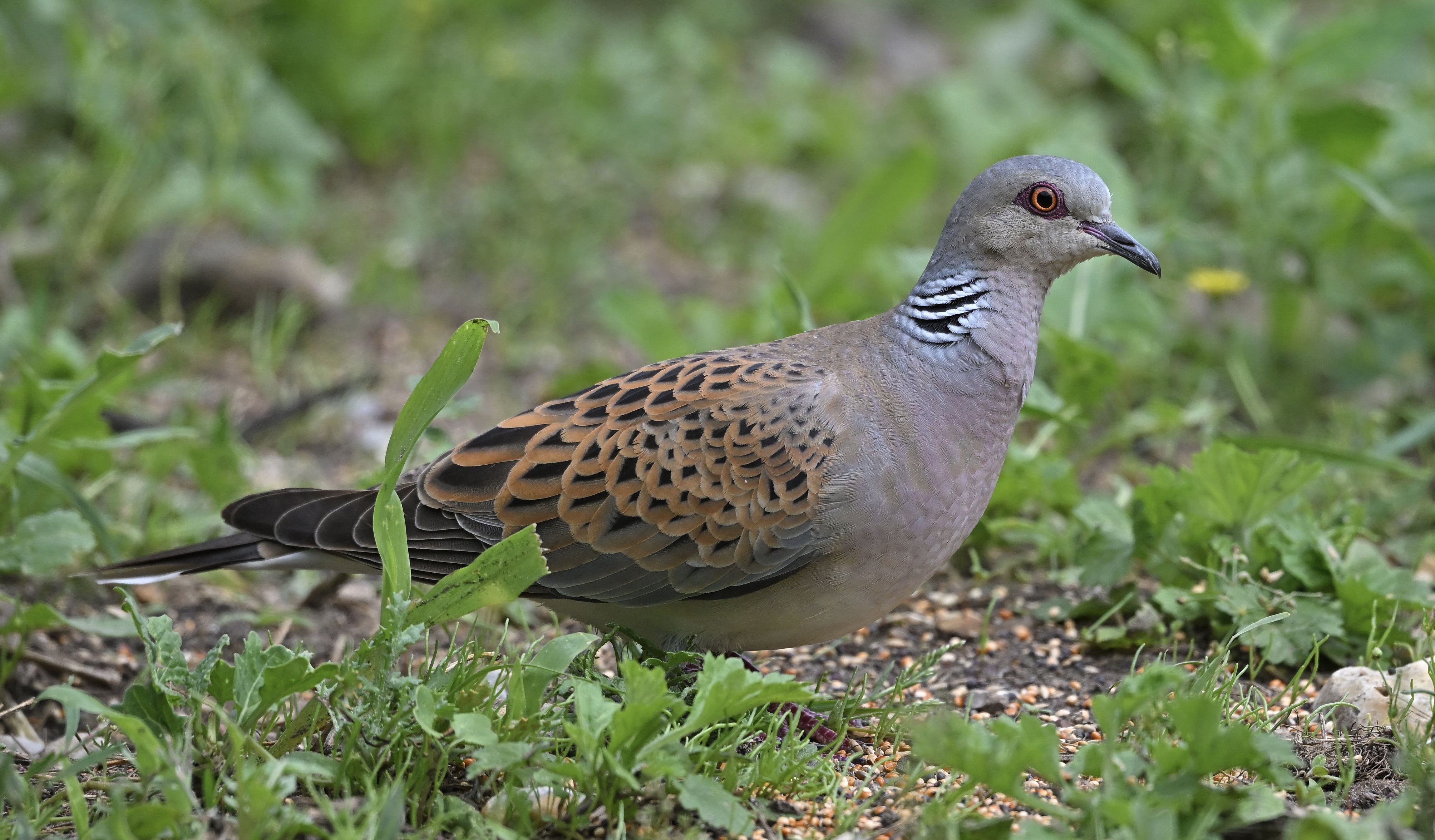 Turtle Dove - 02-08-2025