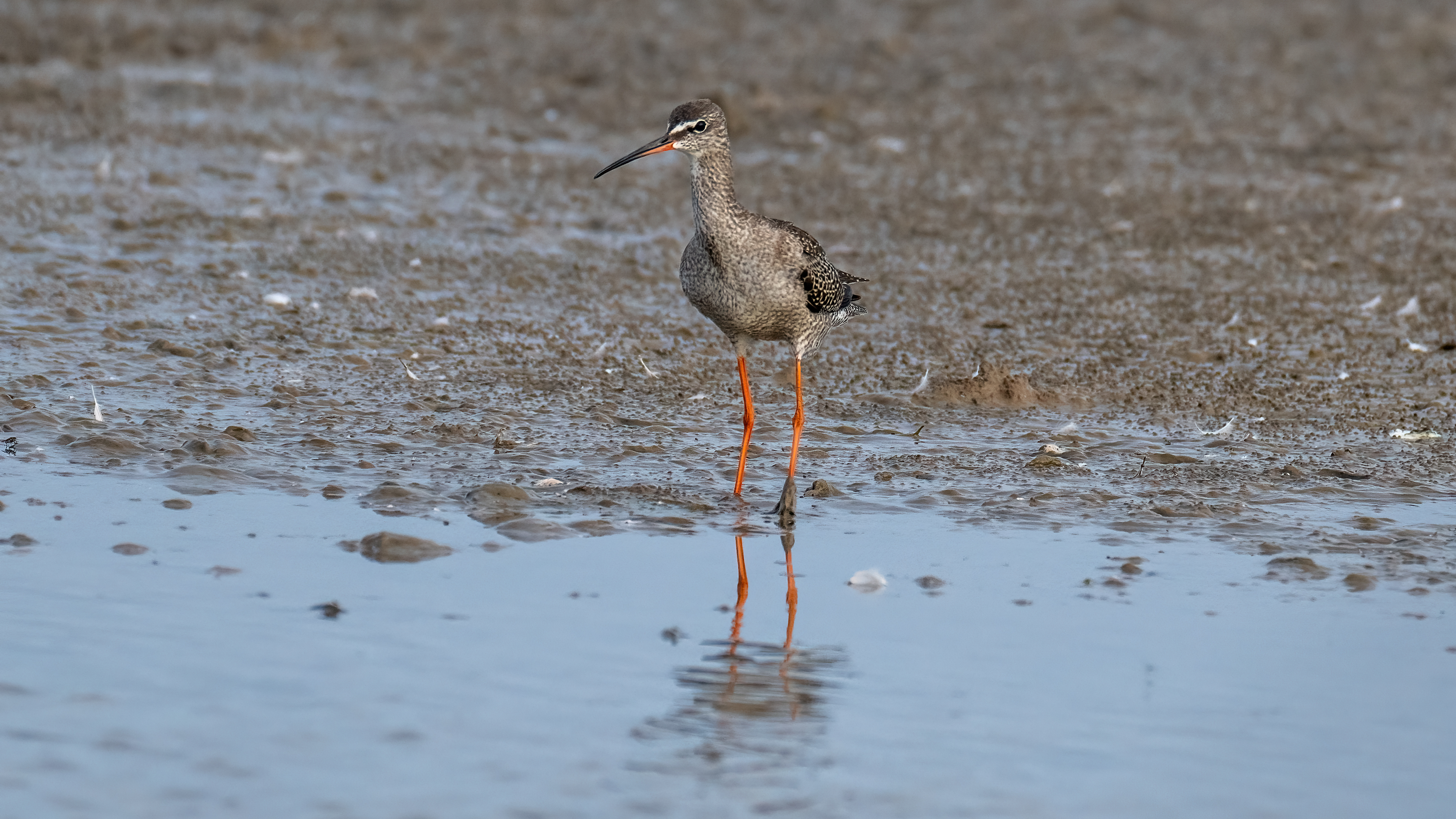 Spotted Redshank - 26-08-2024