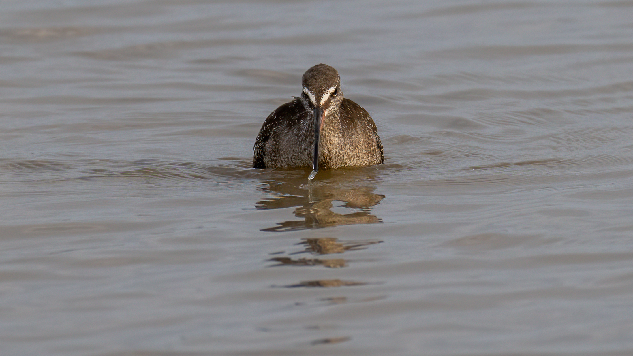 Spotted Redshank - 26-08-2024