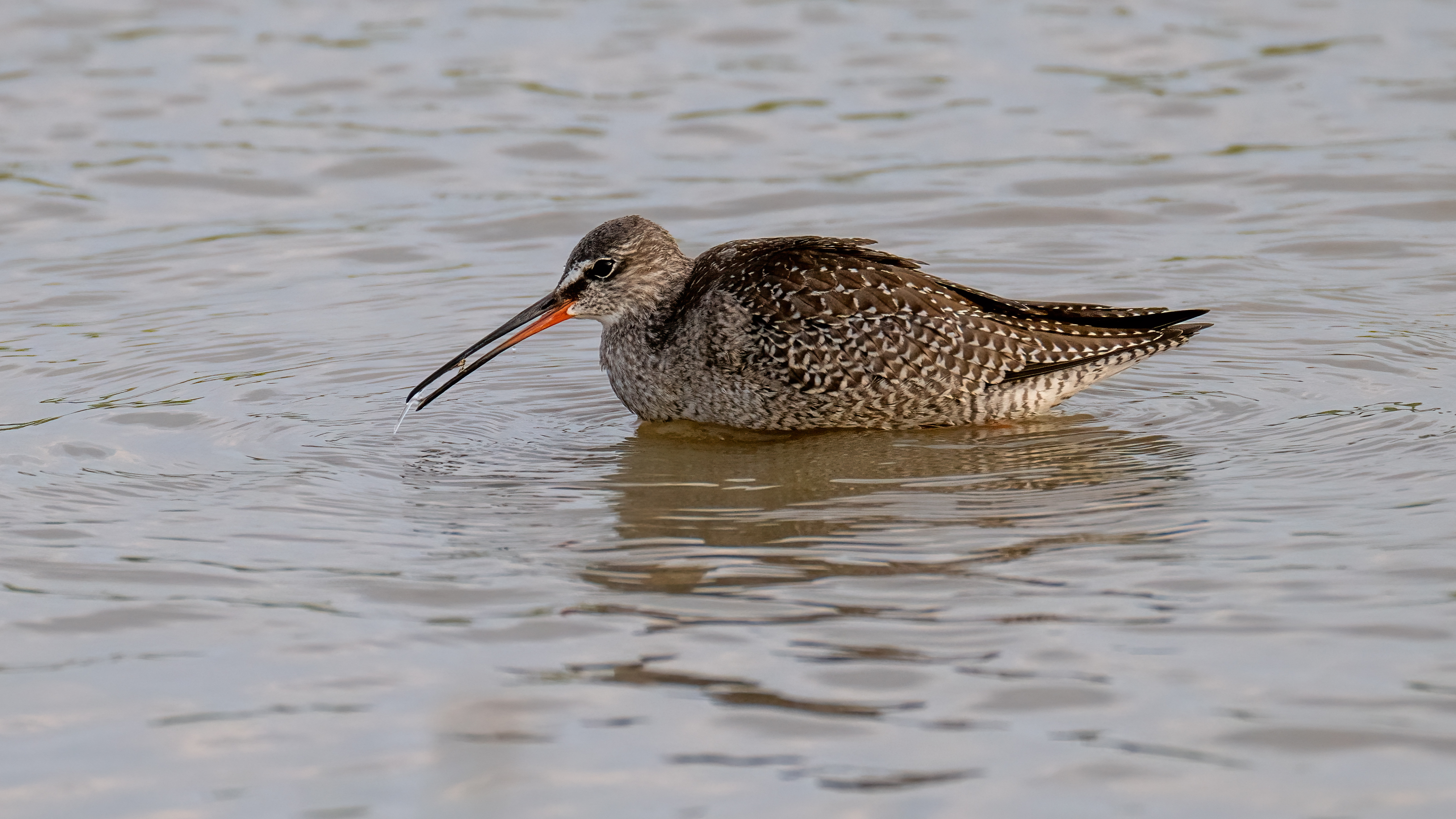 Spotted Redshank - 26-08-2024