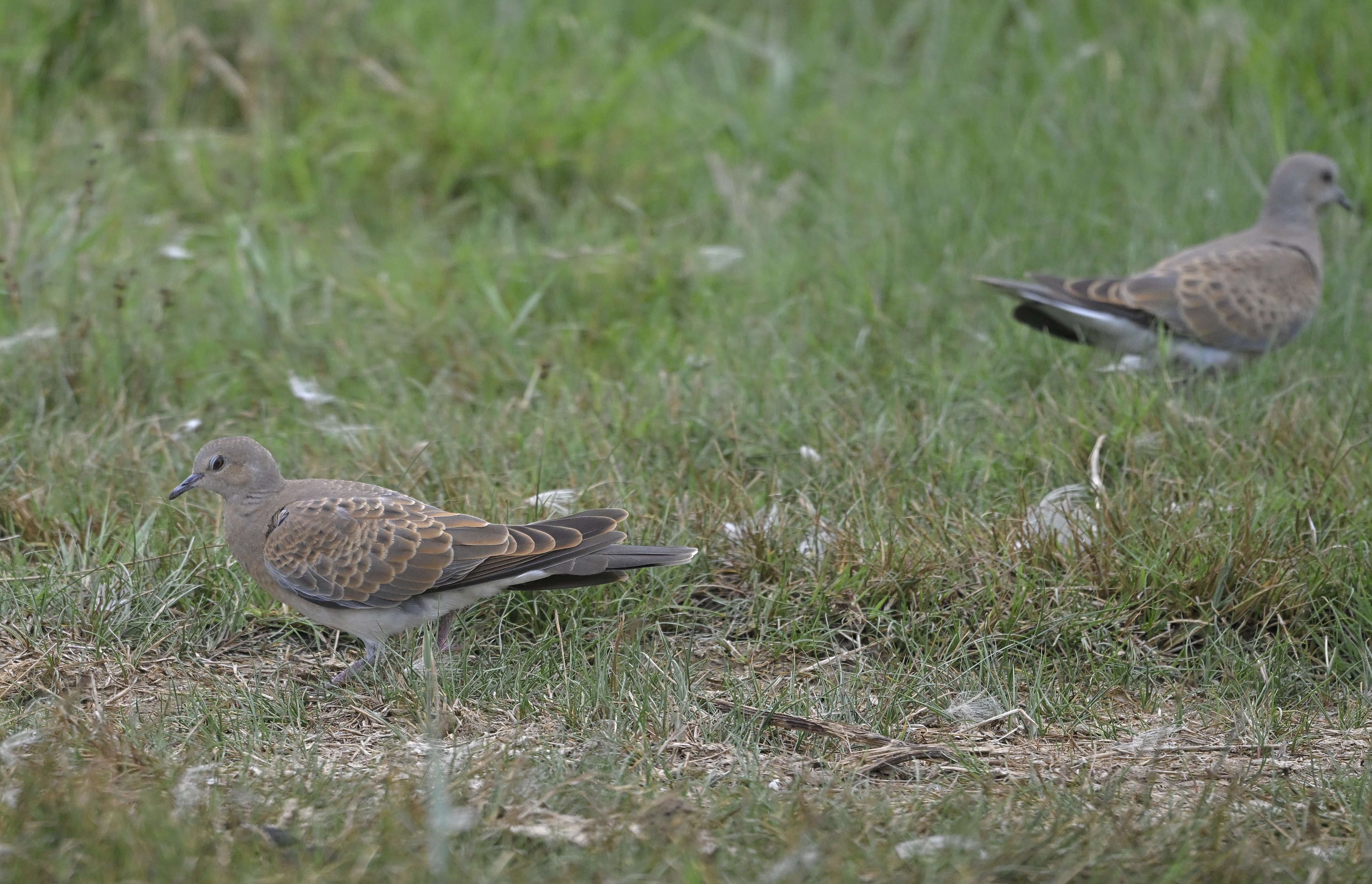 Turtle Dove - 02-08-2025