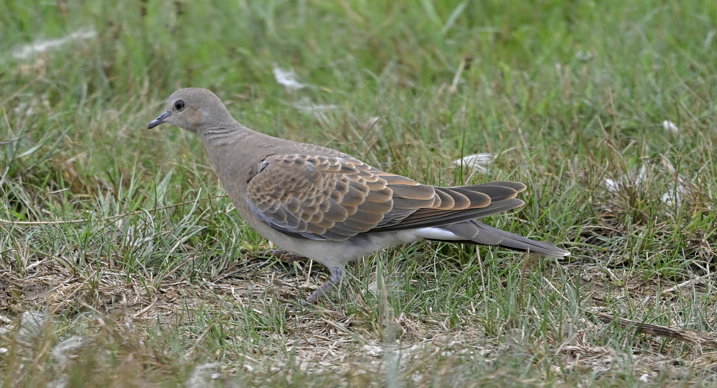 Turtle Dove - 02-08-2025