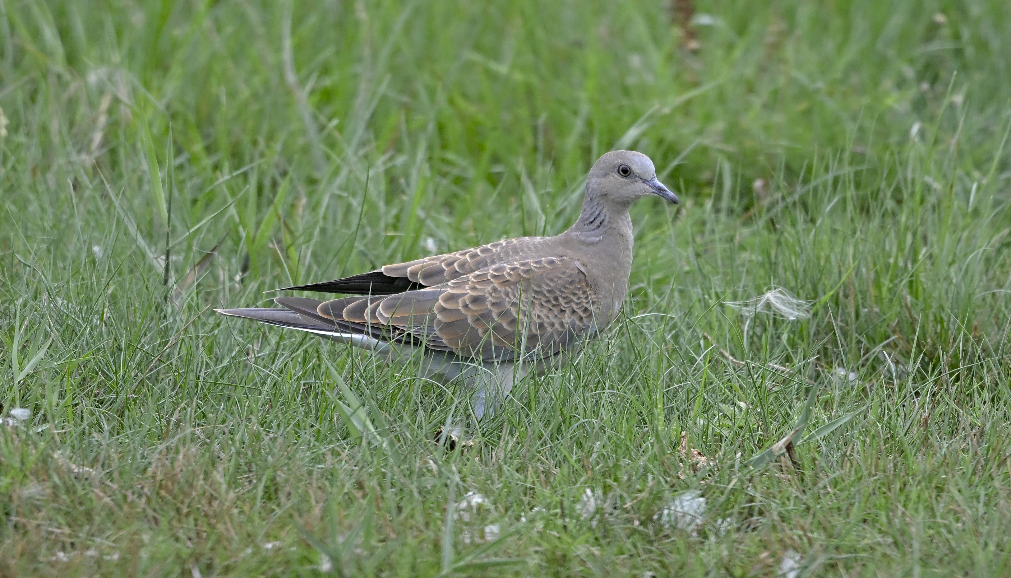 Turtle Dove - 02-08-2025