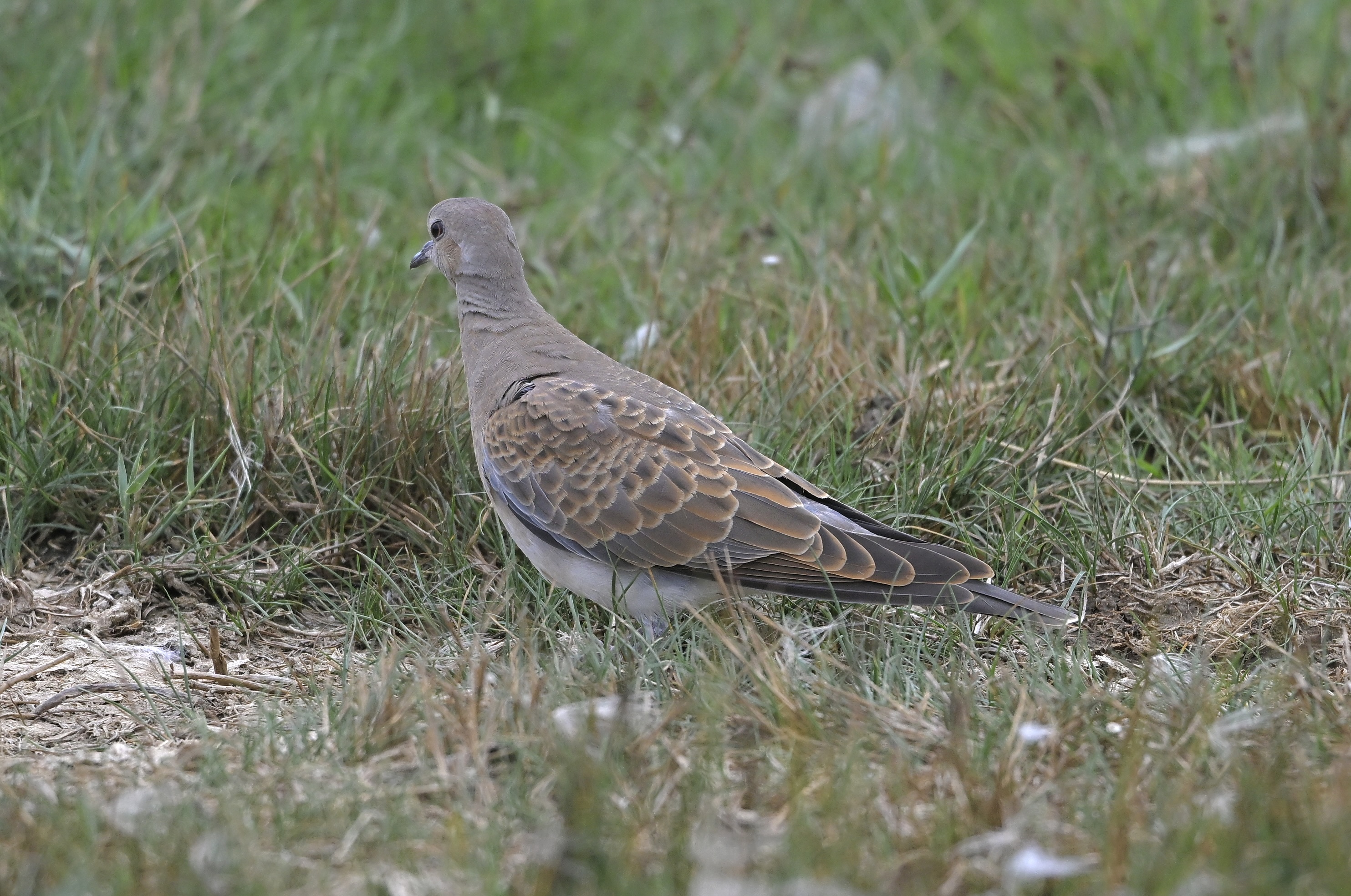 Turtle Dove - 02-08-2025