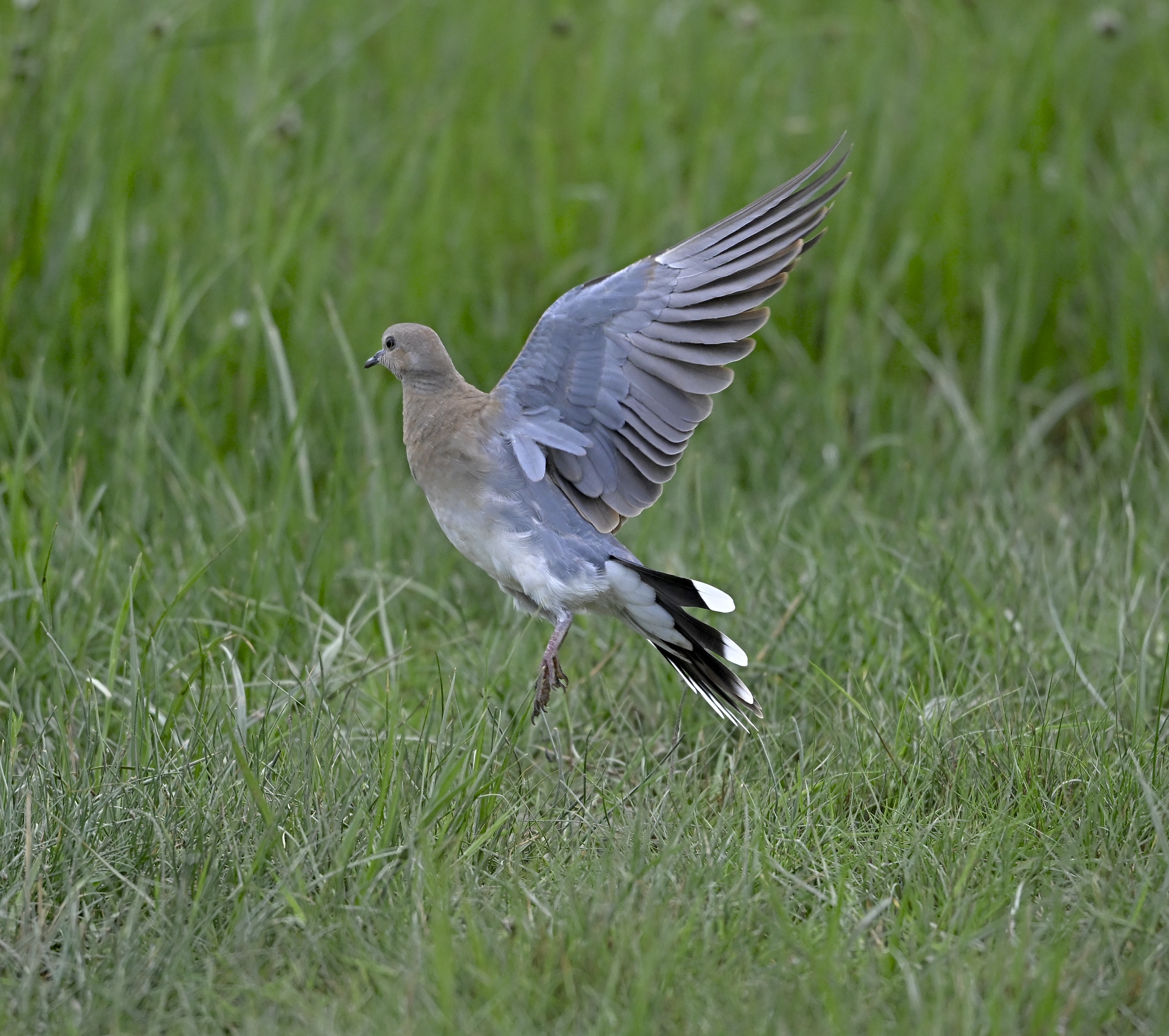 Turtle Dove - 02-08-2025