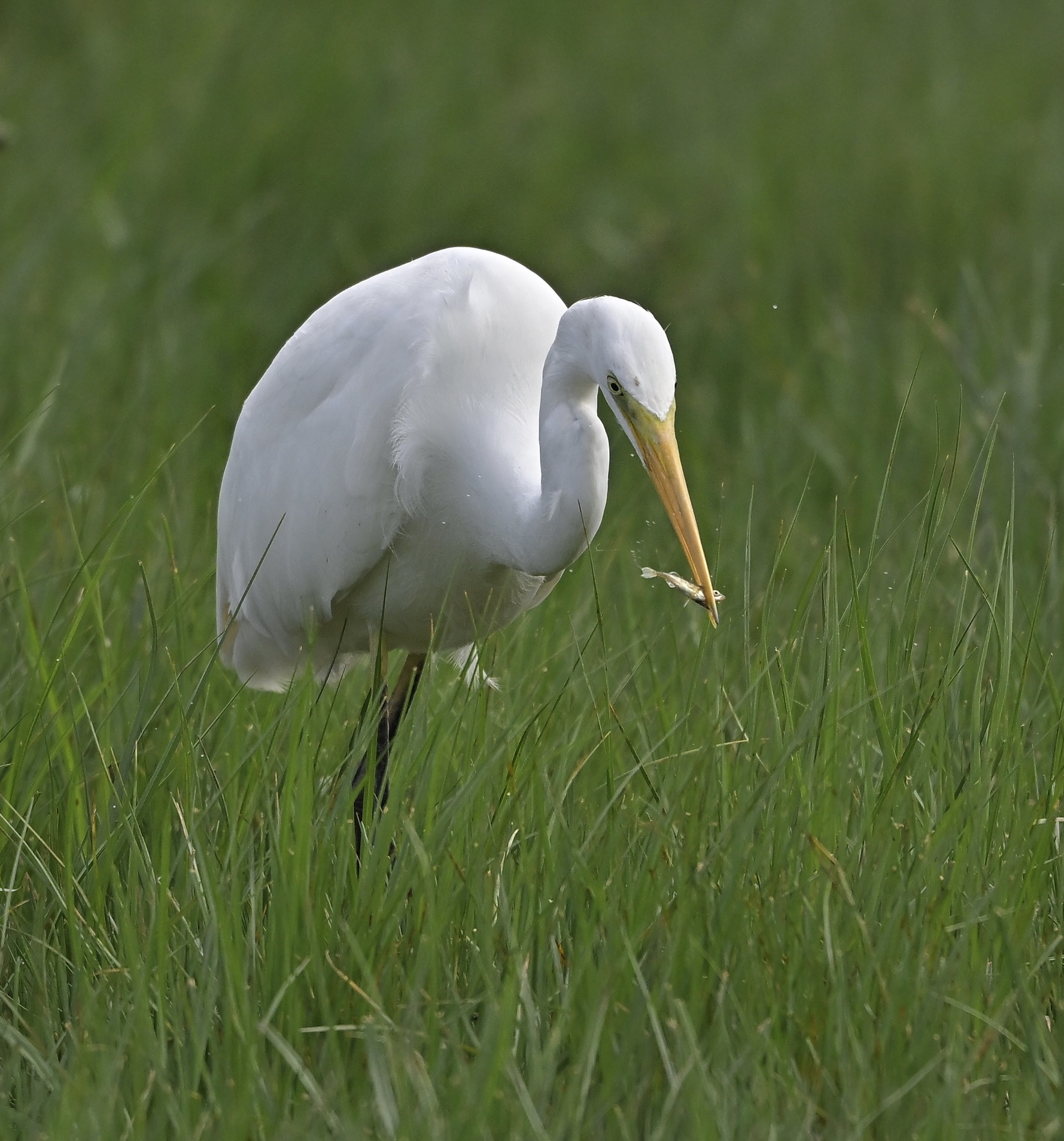 Great White Egret - 02-08-2025