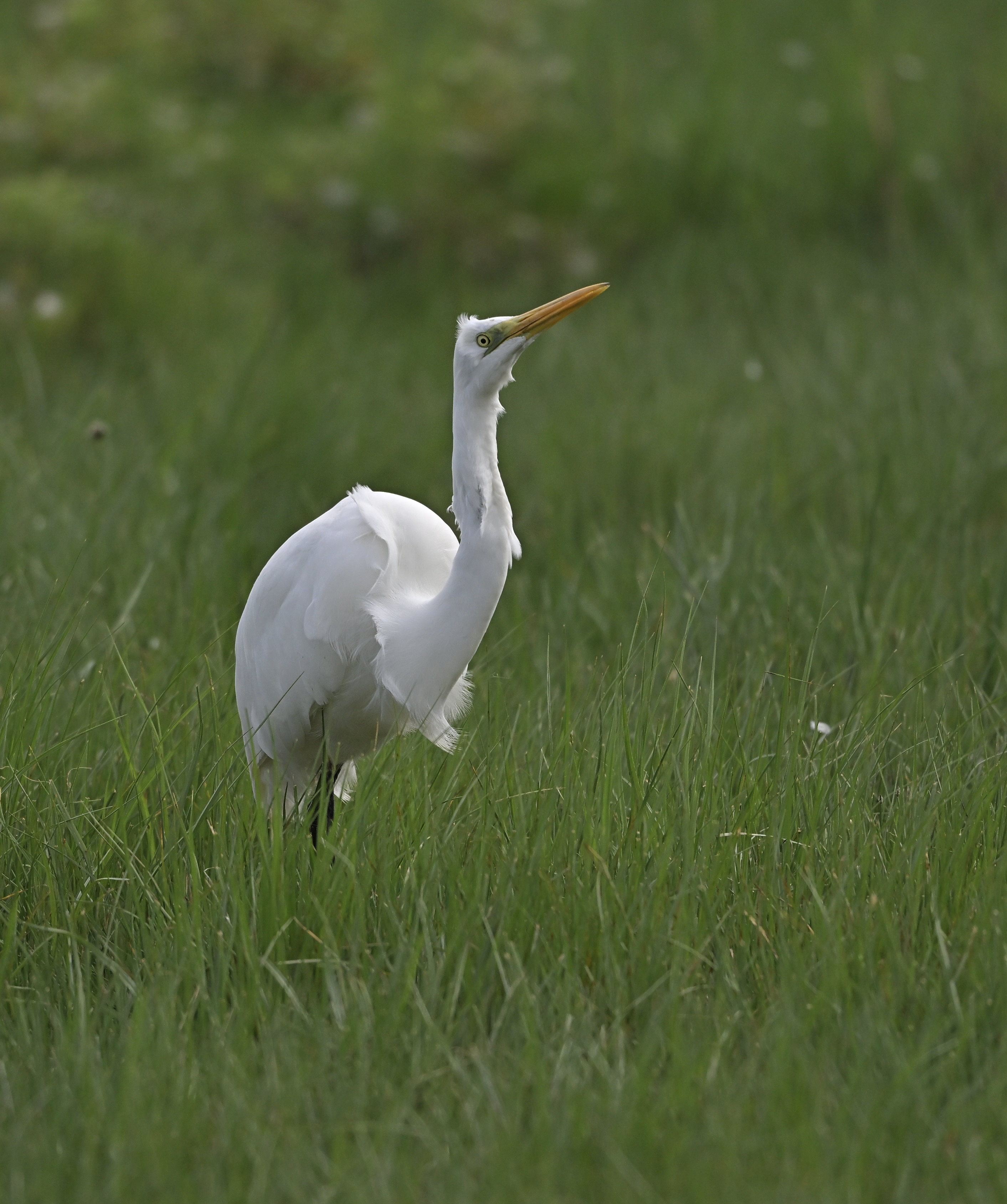 Great White Egret - 02-08-2025
