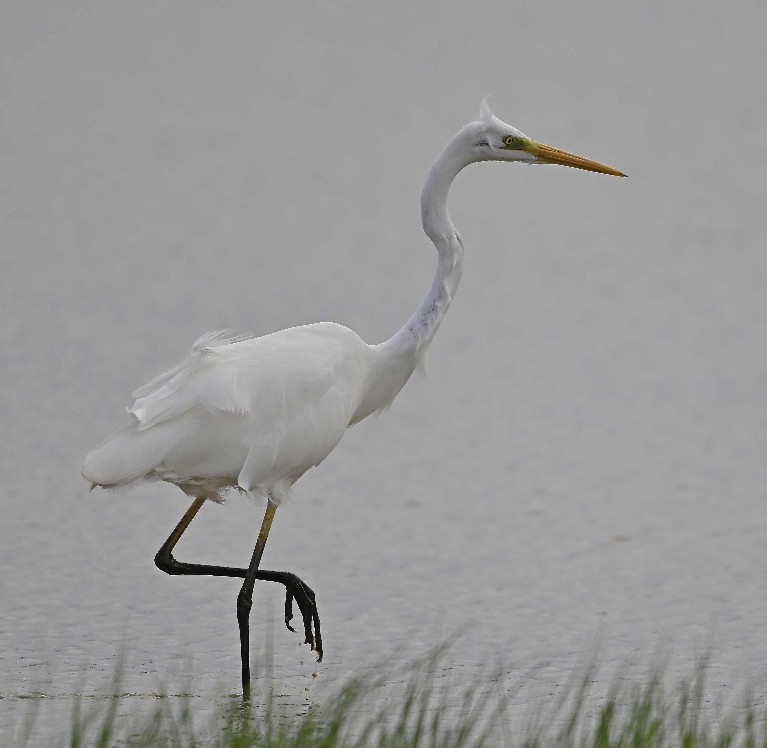 Great White Egret - 02-08-2025