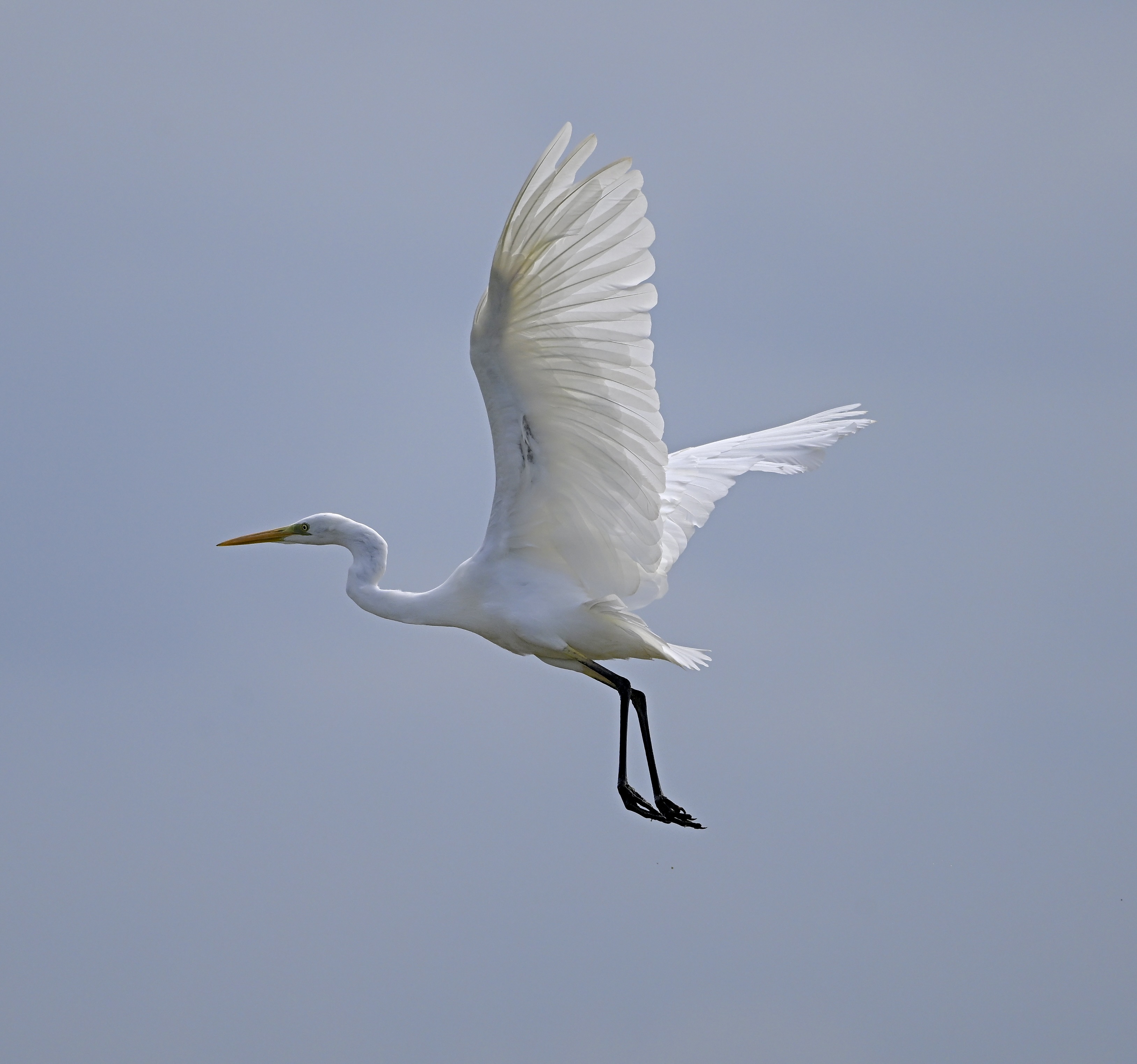 Great White Egret - 02-08-2025