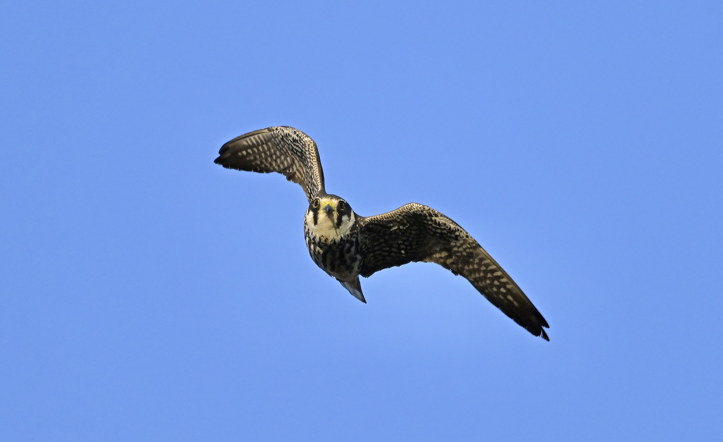 Hobby - 04-08-2025