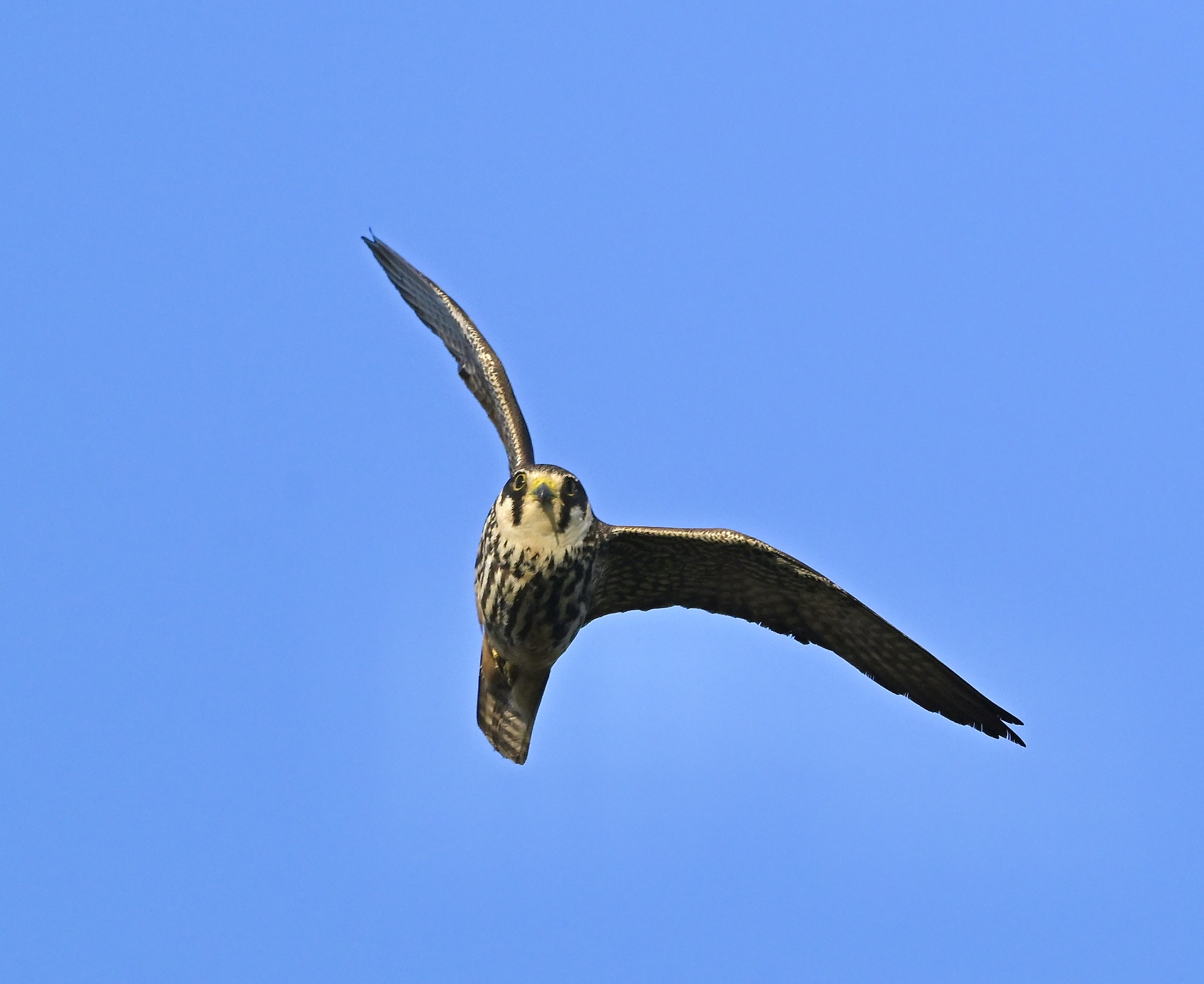 Hobby - 04-08-2025