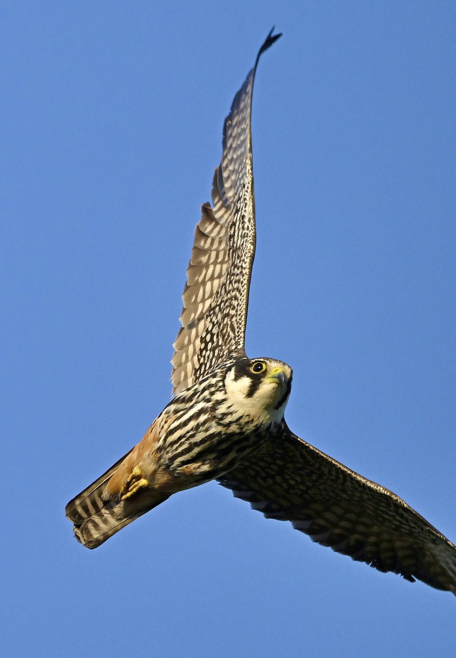 Hobby - 04-08-2025