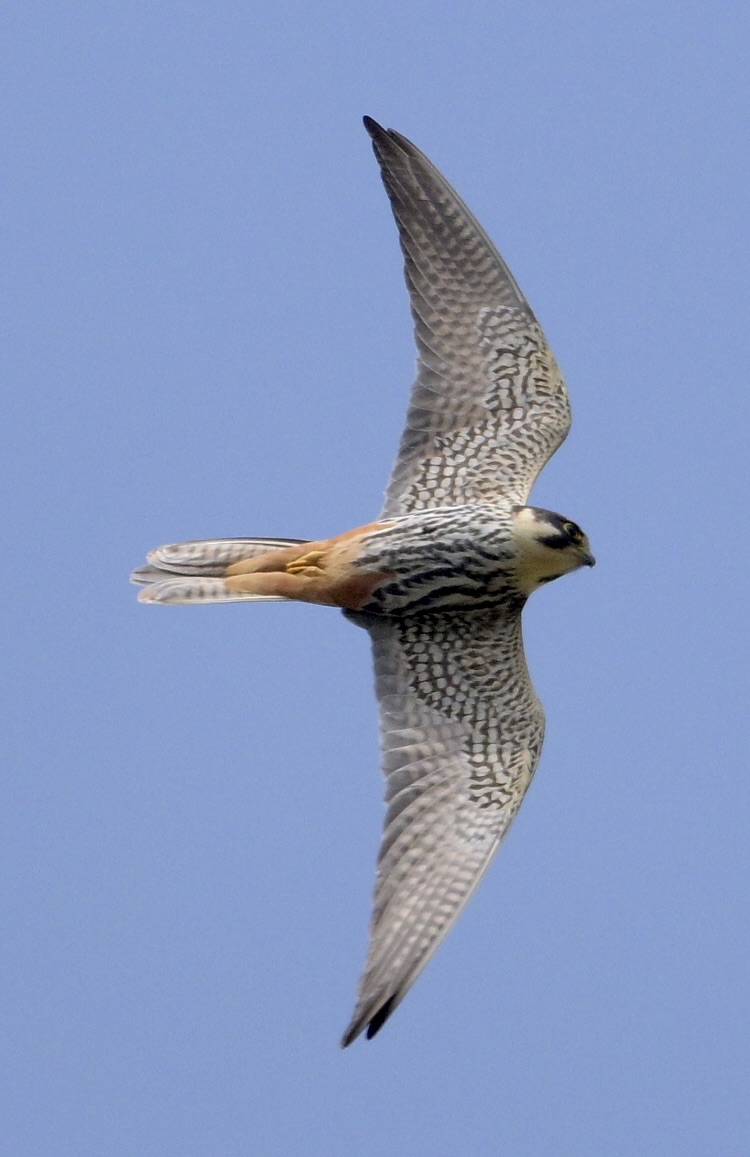 Hobby - 26-04-2025