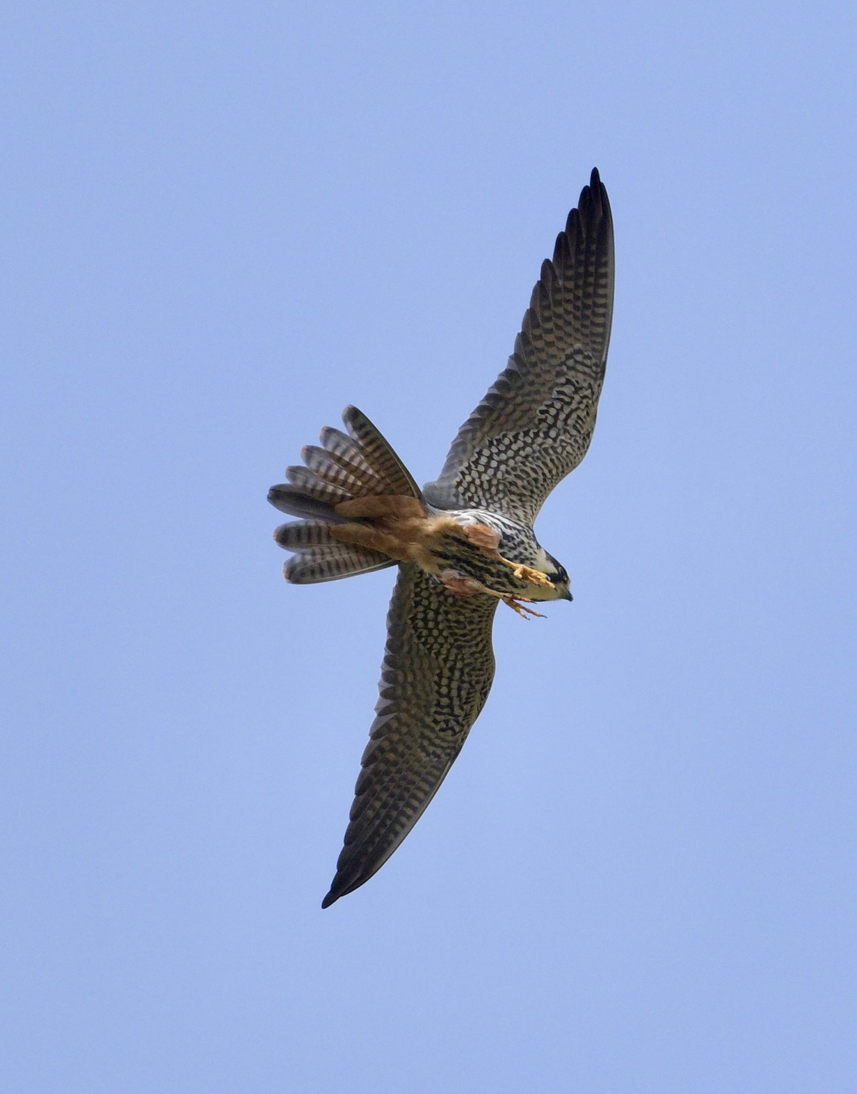 Hobby - 26-04-2025