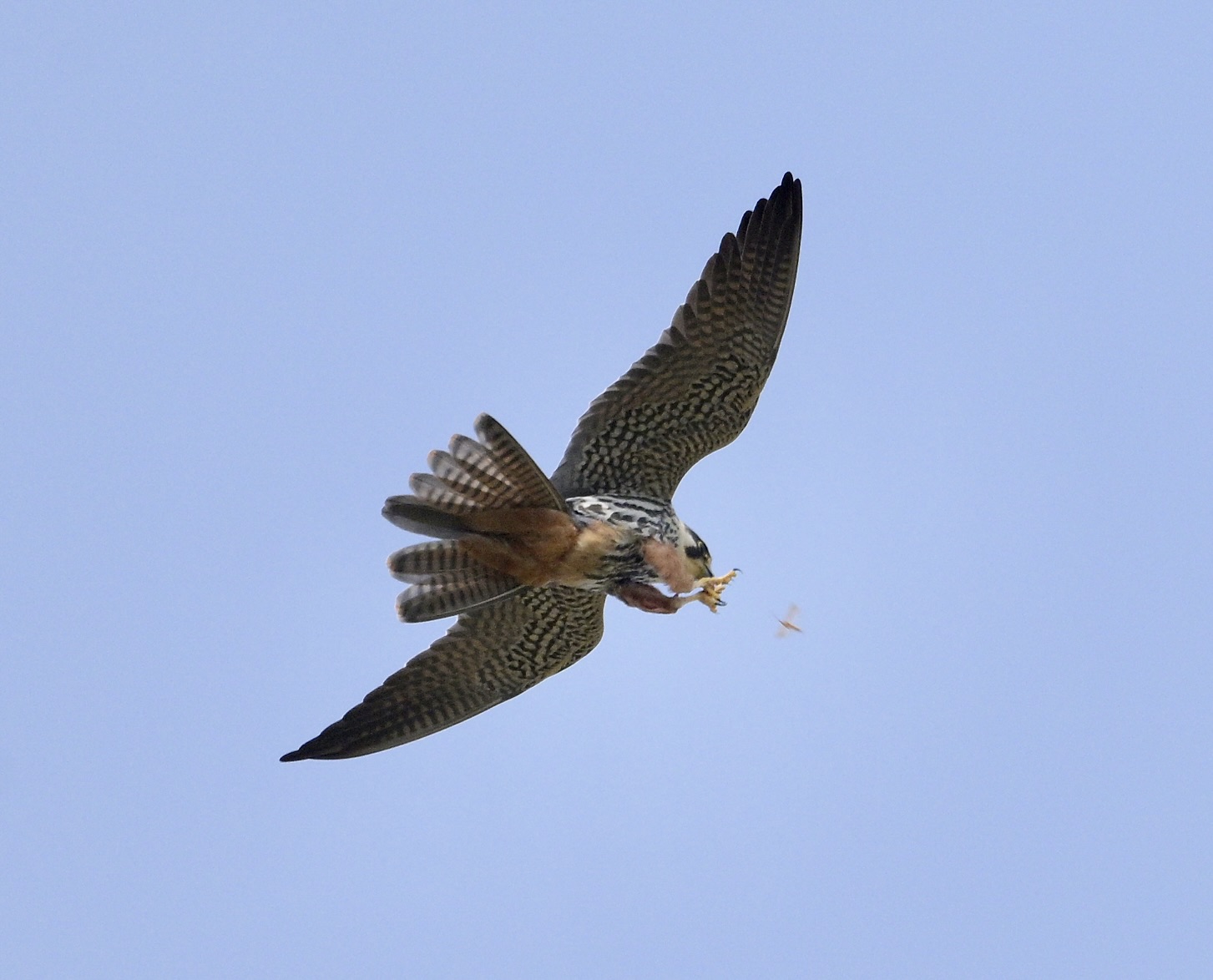 Hobby - 26-04-2025